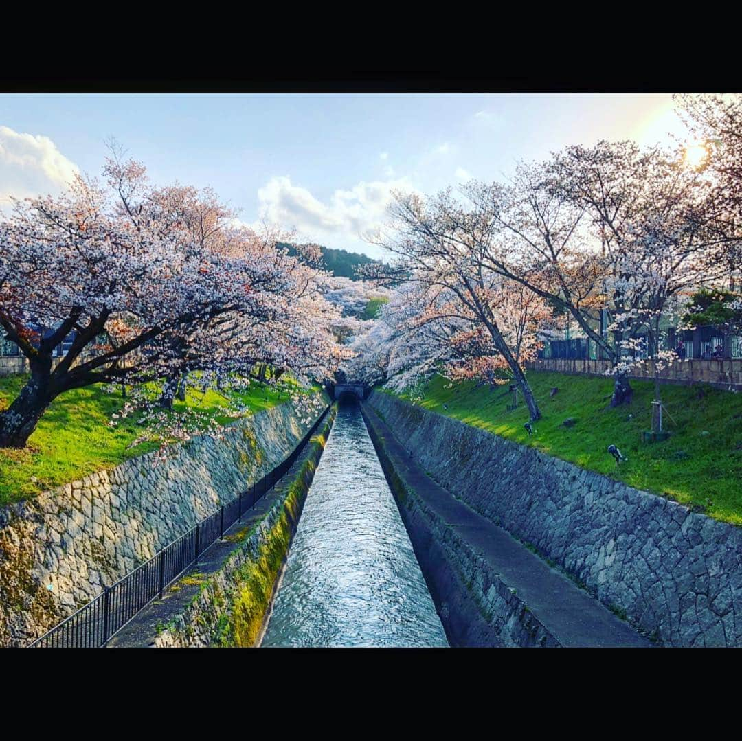 さきえさんのインスタグラム写真 - (さきえInstagram)「園城寺三井寺からの琵琶湖疏水。 桜も相まって殊更良し。 . . #三井寺 #園城寺 #琵琶湖疏水 #桜 #cherryblossom #観音堂 #秘仏 #三井寺観音堂は33年に一度の開帳#素晴らしかった。#総本山園城寺 #国宝 #重要文化財 #寺社仏閣 #桜の名所 #琵琶湖 #滋賀県 #photooftheday #photography #japan」4月8日 21時17分 - sakie110