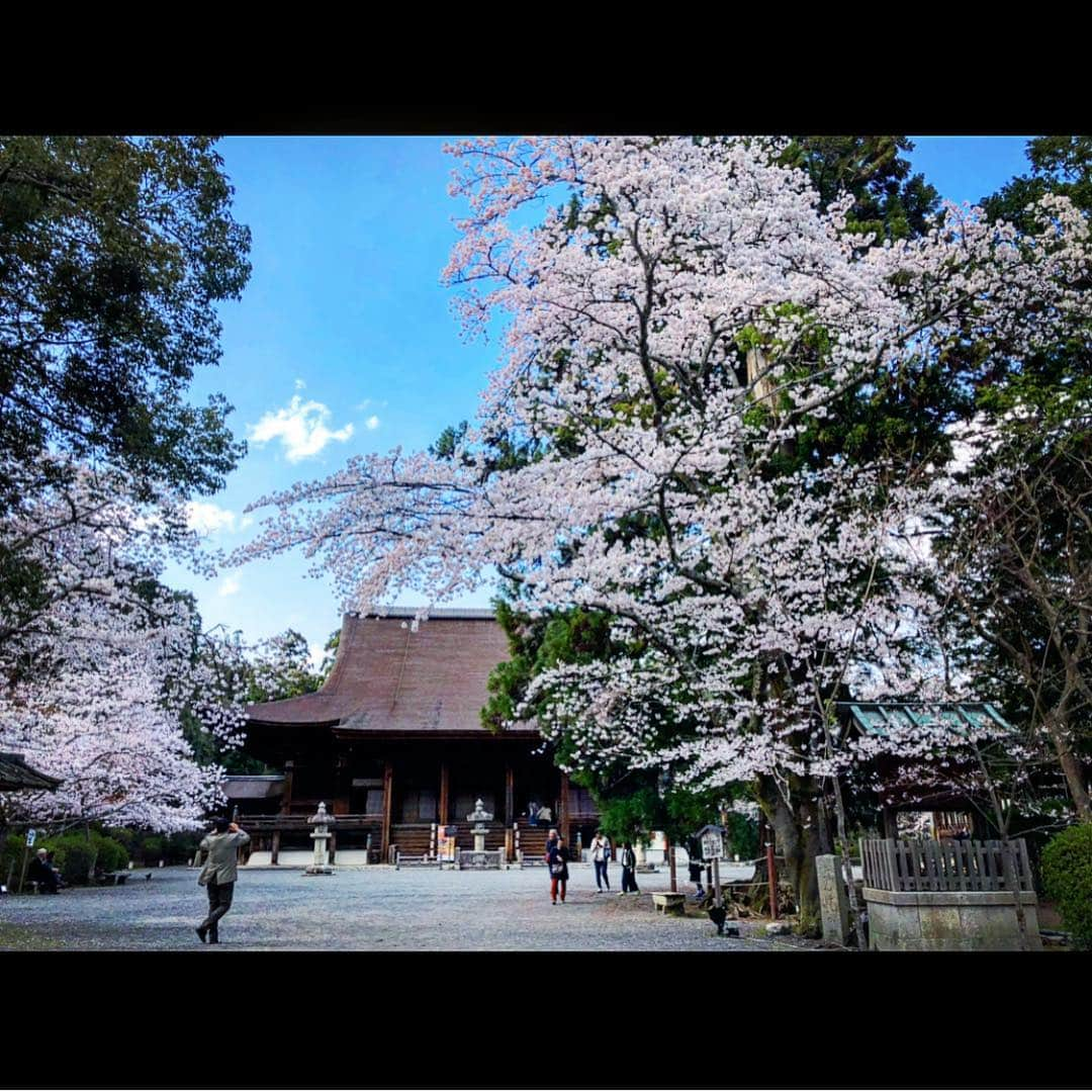 さきえさんのインスタグラム写真 - (さきえInstagram)「園城寺三井寺からの琵琶湖疏水。 桜も相まって殊更良し。 . . #三井寺 #園城寺 #琵琶湖疏水 #桜 #cherryblossom #観音堂 #秘仏 #三井寺観音堂は33年に一度の開帳#素晴らしかった。#総本山園城寺 #国宝 #重要文化財 #寺社仏閣 #桜の名所 #琵琶湖 #滋賀県 #photooftheday #photography #japan」4月8日 21時17分 - sakie110