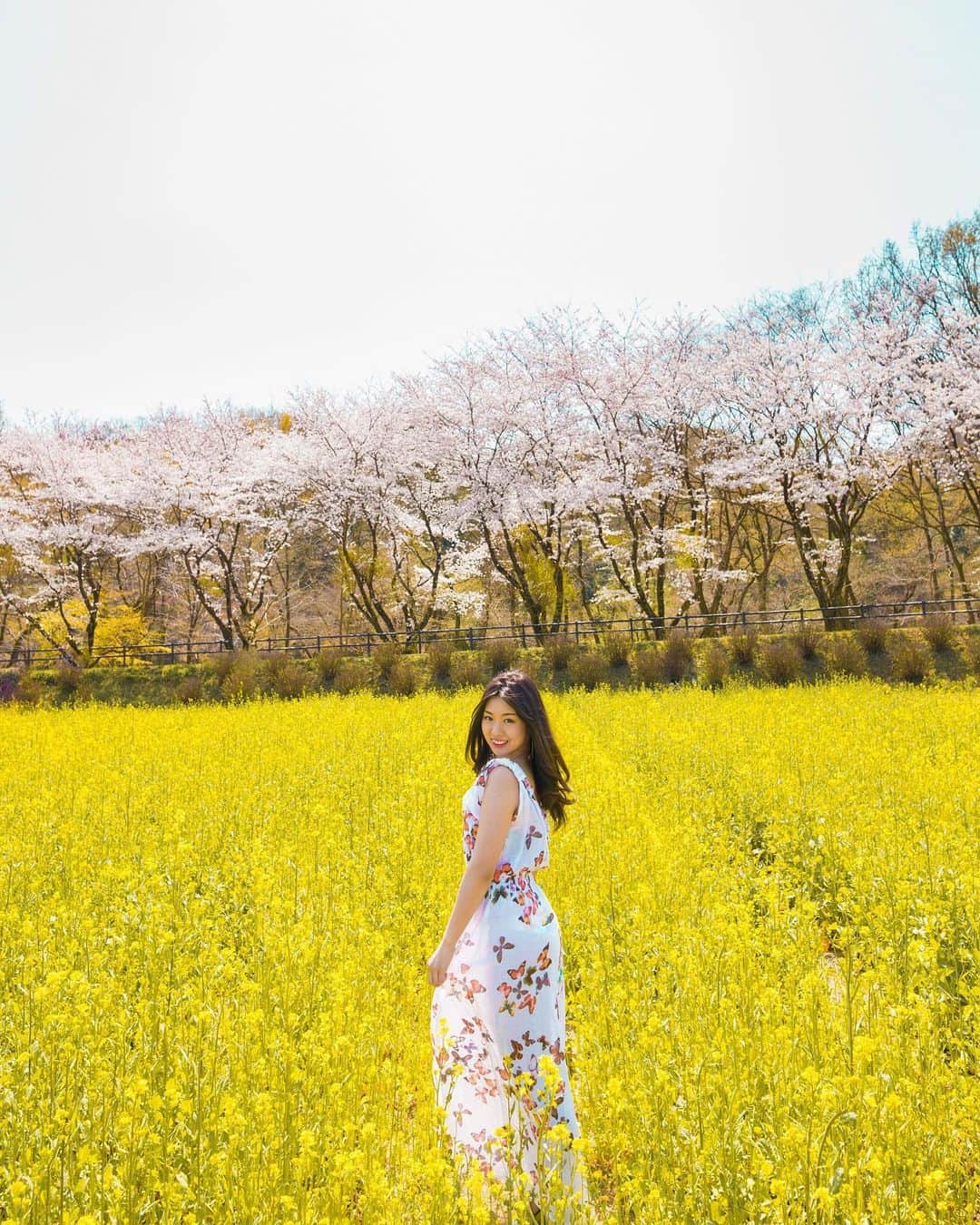 U2 Filmmakerのインスタグラム：「The cherry blossoms are in full bloom in Japan🌸」