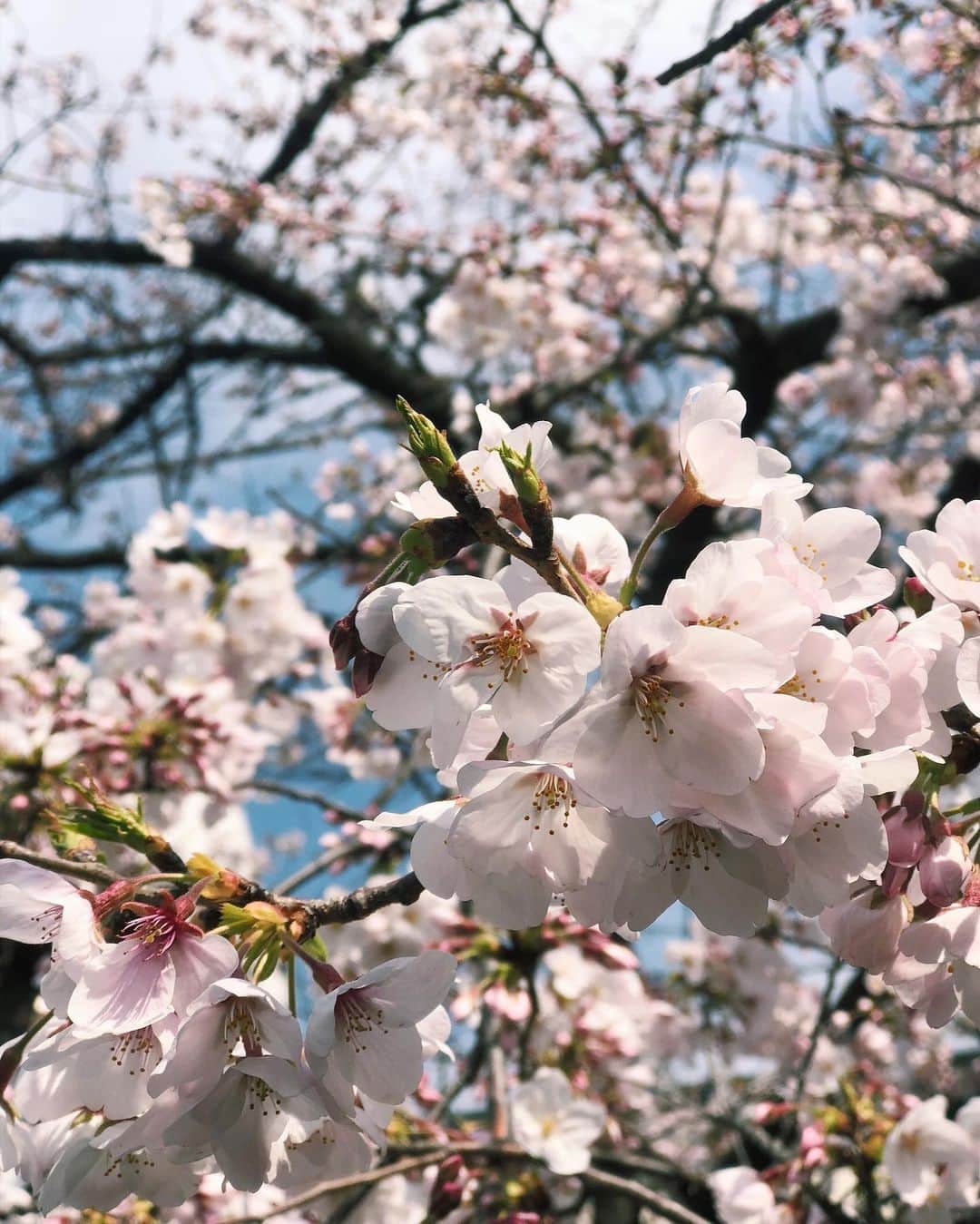 鈴木美羽さんのインスタグラム写真 - (鈴木美羽Instagram)「春生まれにとって桜はなんか特別🌸  #spring #cherryblossom」4月8日 21時30分 - suzukimiu_0414