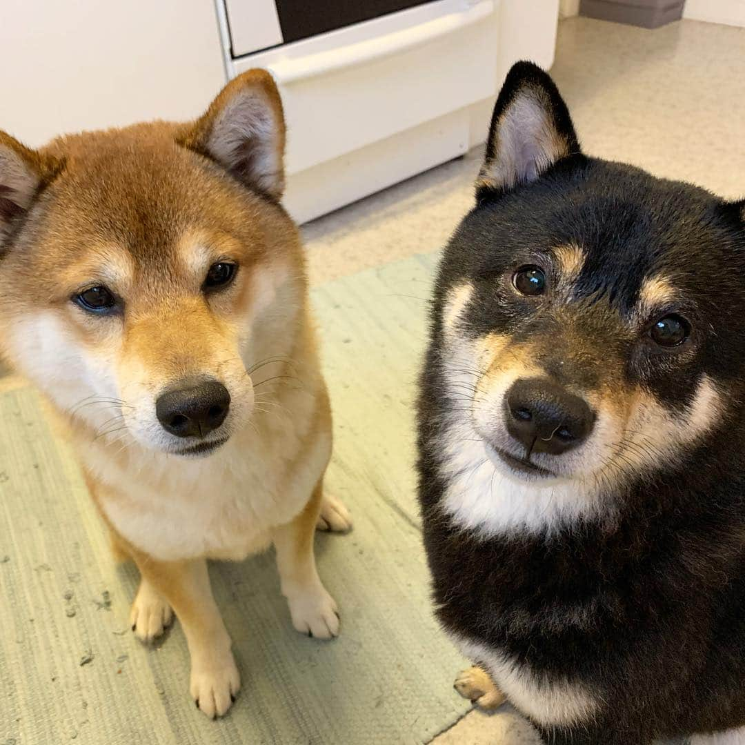 ?Fricko the Shiba Inu?さんのインスタグラム写真 - (?Fricko the Shiba Inu?Instagram)「After shower mood 😂😂Fricko hates it, Keaton is ok with everything 😆 🐾 🐾 🐾 #FrickoandKeaton #🐶 #☀️ #shiba #shibainu #dog #柴犬 #赤柴 #黒柴  #adorable #shibalovers #shibaholics  #dogoftheday  #weeklyfluff #aww #dogstagram  #dogscorner #puppiesofinstagram #shibapuppy」4月8日 21時30分 - umigiva