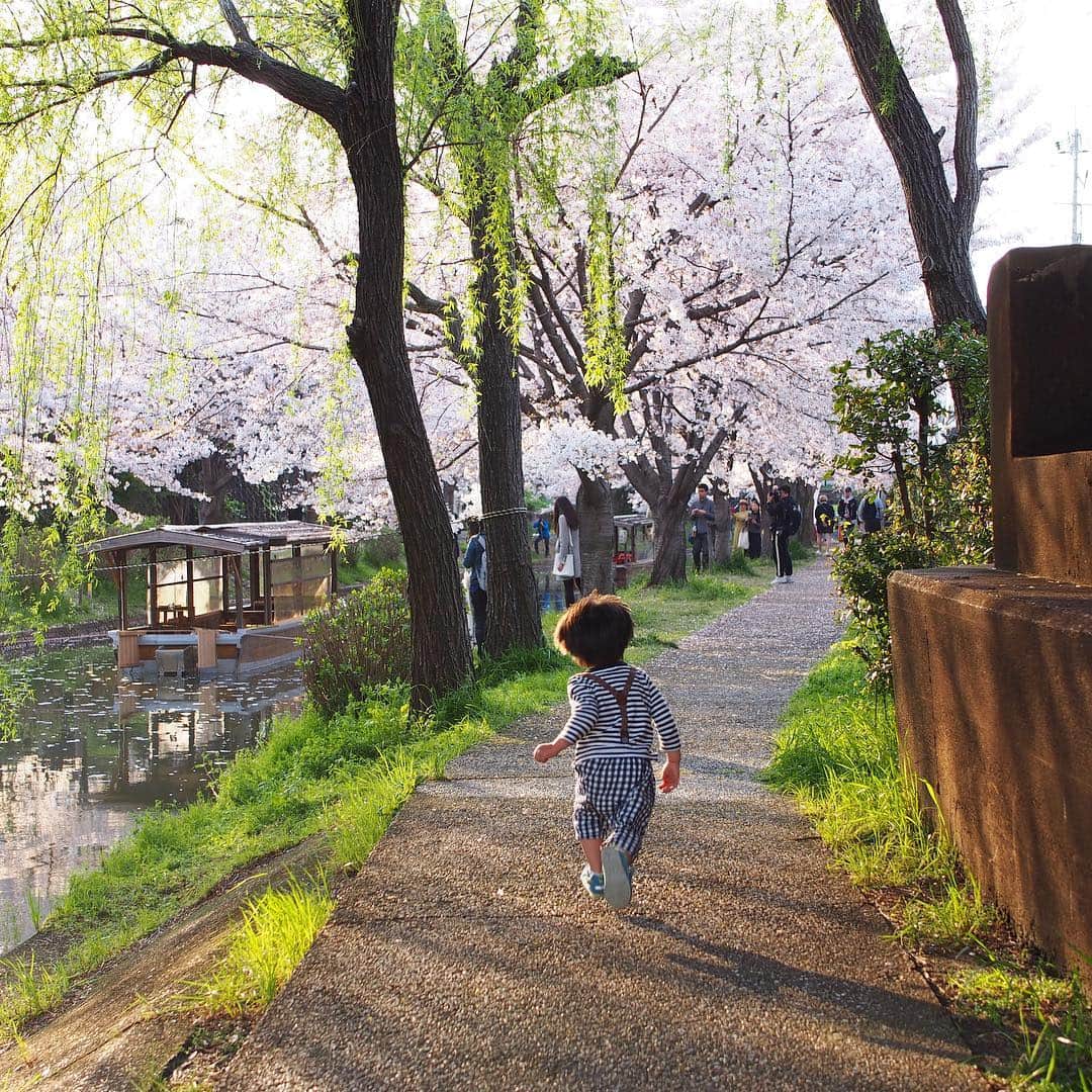 木村涼子さんのインスタグラム写真 - (木村涼子Instagram)「2019.4.8 まさに満開🌸 いつか十石舟に乗ってみたい。 #京都 #伏見 #十石舟 #桜 #🌸 #kyoto #japan」4月8日 21時22分 - kimuryou