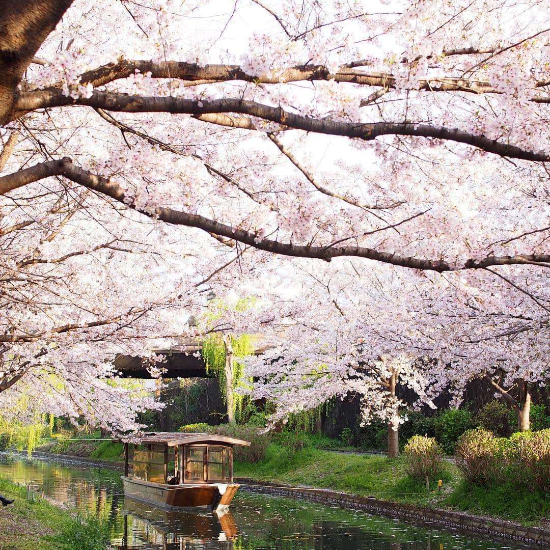 木村涼子さんのインスタグラム写真 - (木村涼子Instagram)「2019.4.8 まさに満開🌸 いつか十石舟に乗ってみたい。 #京都 #伏見 #十石舟 #桜 #🌸 #kyoto #japan」4月8日 21時22分 - kimuryou