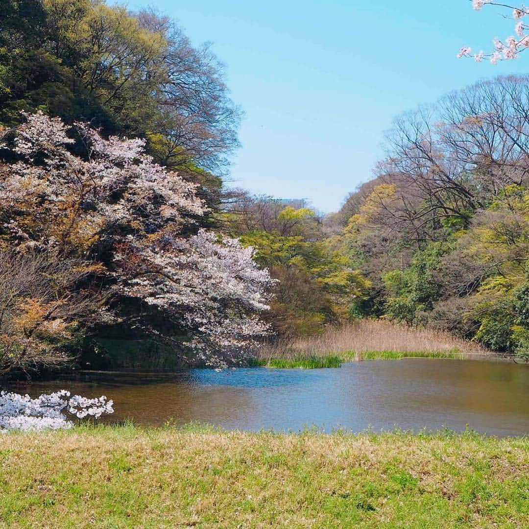 村井美樹さんのインスタグラム写真 - (村井美樹Instagram)「先週取材で行った皇居の乾通り桜の通り抜け🌸 . #桜 #皇居 #乾通り #乾通り一般公開 #こけし #旅こけし #今晃工人 #今晃 ＃kokeshi」4月8日 21時31分 - miki_murai_