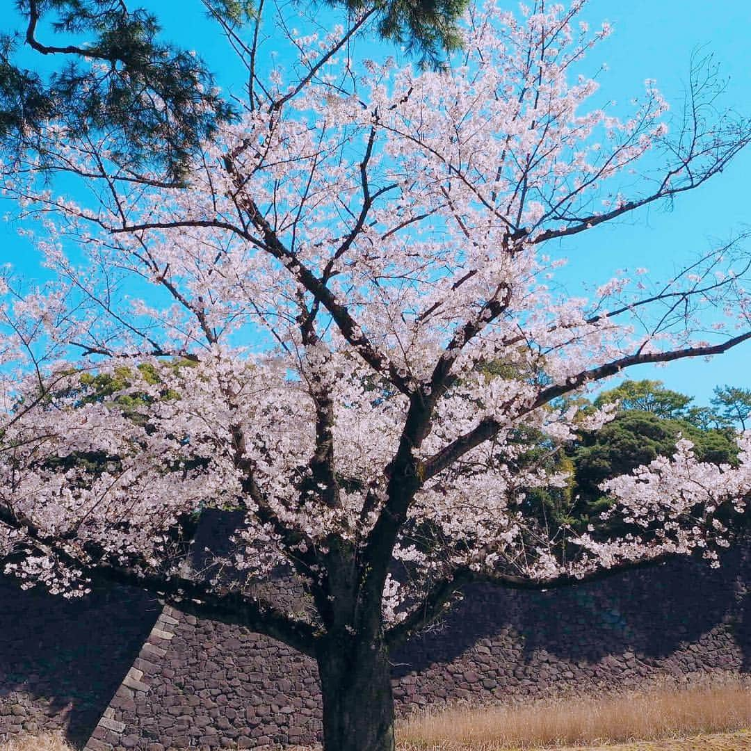 村井美樹さんのインスタグラム写真 - (村井美樹Instagram)「先週取材で行った皇居の乾通り桜の通り抜け🌸 . #桜 #皇居 #乾通り #乾通り一般公開 #こけし #旅こけし #今晃工人 #今晃 ＃kokeshi」4月8日 21時31分 - miki_murai_