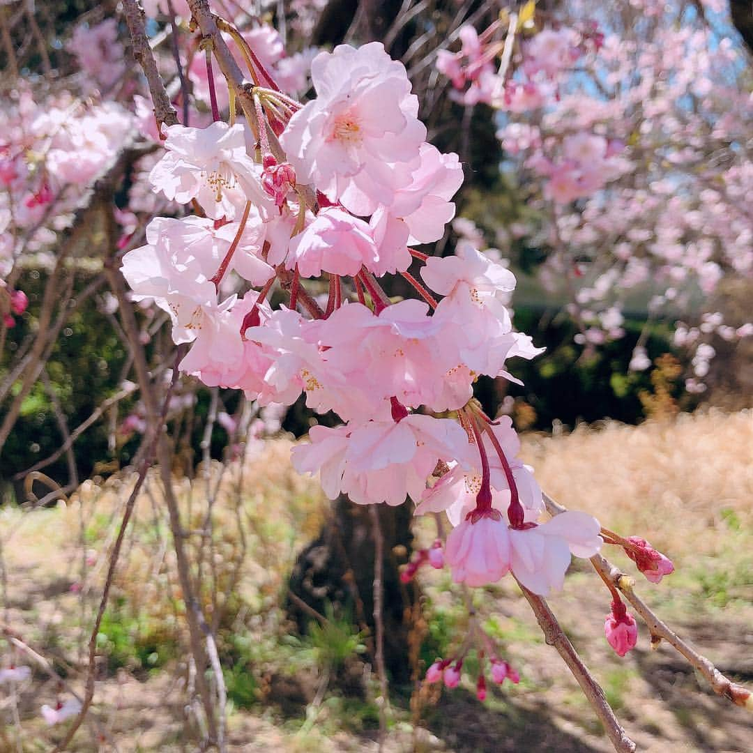 村井美樹さんのインスタグラム写真 - (村井美樹Instagram)「先週取材で行った皇居の乾通り桜の通り抜け🌸 . #桜 #皇居 #乾通り #乾通り一般公開 #こけし #旅こけし #今晃工人 #今晃 ＃kokeshi」4月8日 21時31分 - miki_murai_