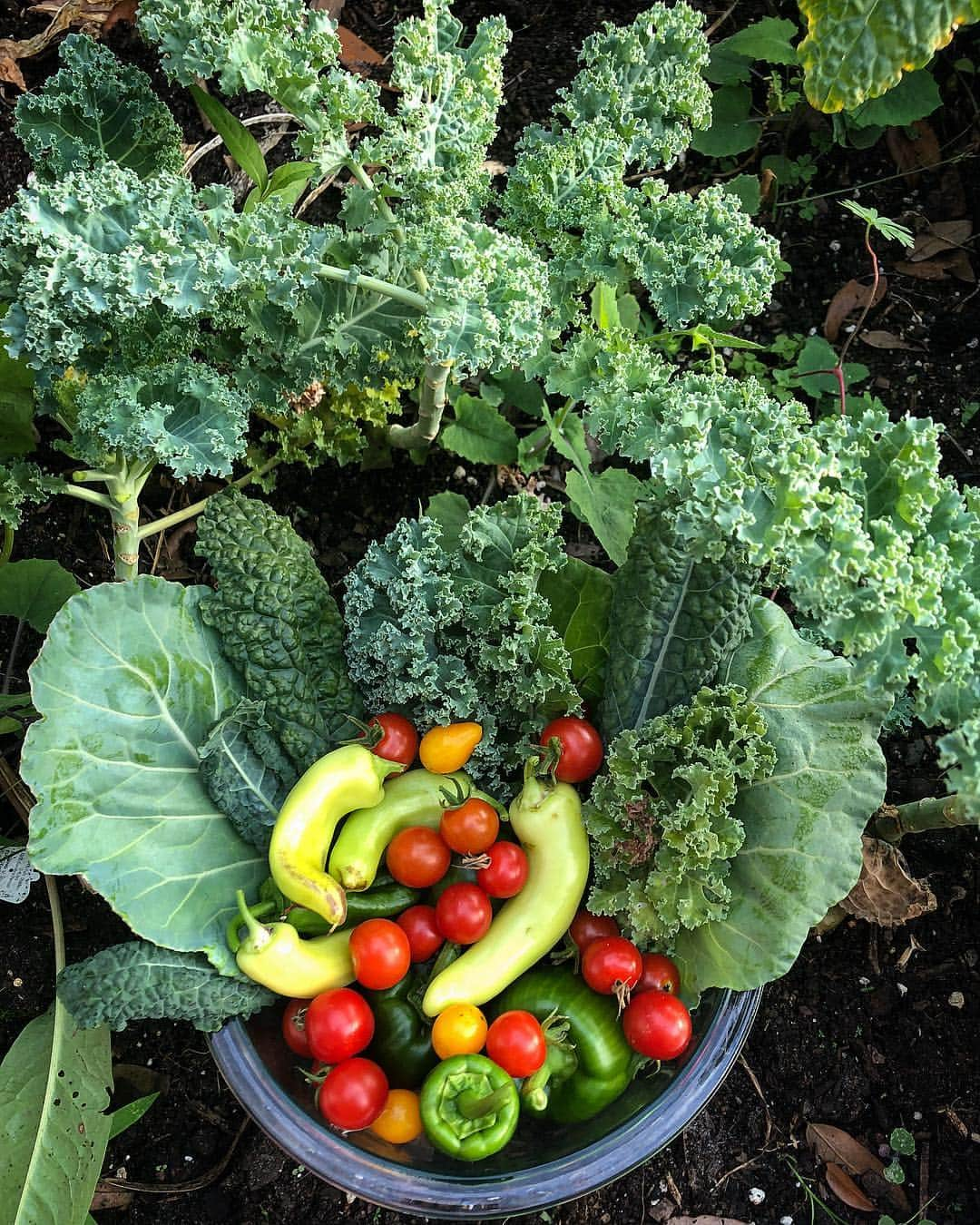 ペイジュ・レイリーさんのインスタグラム写真 - (ペイジュ・レイリーInstagram)「From sailor to farmer...#igrewthis 😊 • • • #hobby #proud #floridagirl #environment #green #vegetablegarden #lovefl #vegan」4月8日 21時29分 - paigeraileysailor