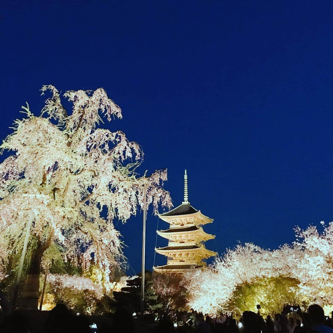 内田絢子さんのインスタグラム写真 - (内田絢子Instagram)「東寺の夜桜ライトアップが美しすぎる。  国宝・五重塔の貫禄と『不二桜』と呼ばれる八重紅枝垂れ桜の競演、素晴らしかった。  #京都夜桜 #東寺ライトアップ #不二桜 #京都桜散策 #京都桜 #京都桜巡り #桜コレクション #写真加工なし」4月8日 21時33分 - uccijun