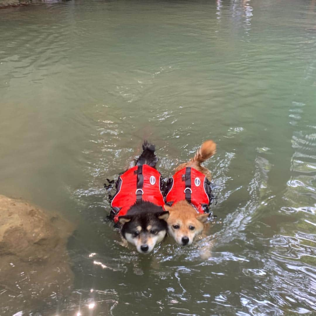 豆柴なつ&ふゆさんのインスタグラム写真 - (豆柴なつ&ふゆInstagram)「We enjoyed the kayak🛶😆❤️ 西表島でカヤック＆トレッキング🛶😆❤️(ワンコ🆗カヌー＆トレッキングポロロッカさんにお世話になりました💓) #西表島ポロロッカ #石垣島旅行 #西表島 #マリュドゥの滝  #カヤック #kayak #柴犬#shiba #shibainu #shibagram # #shibalove#mameshiba #japanesedog #시바이누  #🐕📷 #dogstagram #dogoftheday #instadog #instashiba #柴犬マニア#shiba_snap #犬ら部 #犬バカ部 #ふわもこ部 #instacute #pecoいぬ部 #instafollow  #柴#mofmo #west_dog_japan」4月8日 21時34分 - mameshiba.natsuinu56