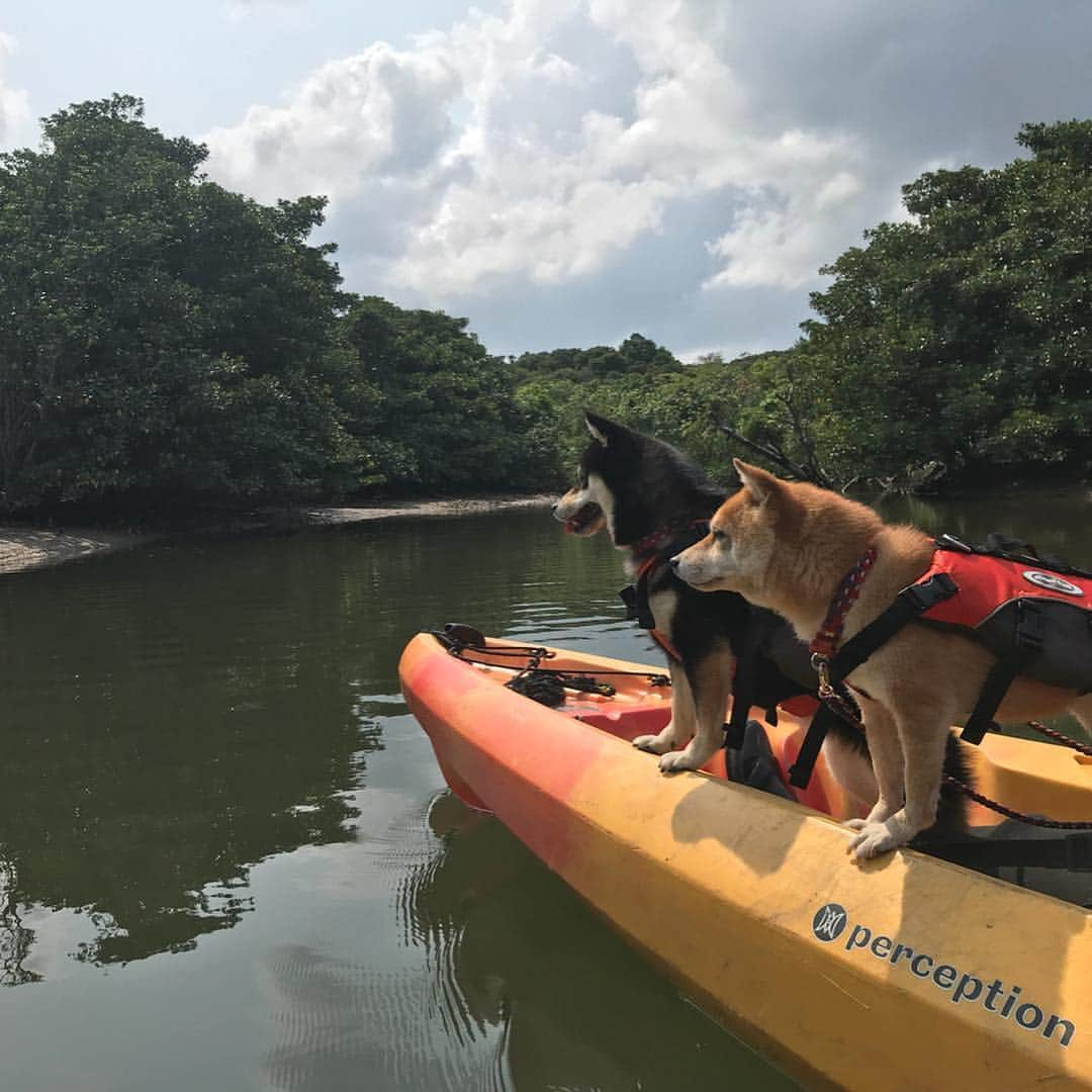 豆柴なつ&ふゆさんのインスタグラム写真 - (豆柴なつ&ふゆInstagram)「We enjoyed the kayak🛶😆❤️ 西表島でカヤック＆トレッキング🛶😆❤️(ワンコ🆗カヌー＆トレッキングポロロッカさんにお世話になりました💓) #西表島ポロロッカ #石垣島旅行 #西表島 #マリュドゥの滝  #カヤック #kayak #柴犬#shiba #shibainu #shibagram # #shibalove#mameshiba #japanesedog #시바이누  #🐕📷 #dogstagram #dogoftheday #instadog #instashiba #柴犬マニア#shiba_snap #犬ら部 #犬バカ部 #ふわもこ部 #instacute #pecoいぬ部 #instafollow  #柴#mofmo #west_dog_japan」4月8日 21時34分 - mameshiba.natsuinu56