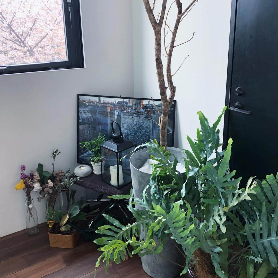 chinatsu614さんのインスタグラム写真 - (chinatsu614Instagram)「Through the window...🌸﻿ #cherryblossom#sakura#springtime#throughthewindow ﻿ ・﻿ ・﻿ ・ ﻿ ﻿ ☔︎ 今日の雨で桜も見納めかな。﻿ ﻿ ・﻿ ・﻿ ・﻿ #桜 #花散らしの雨  #また来年」4月8日 21時35分 - chinatsu614