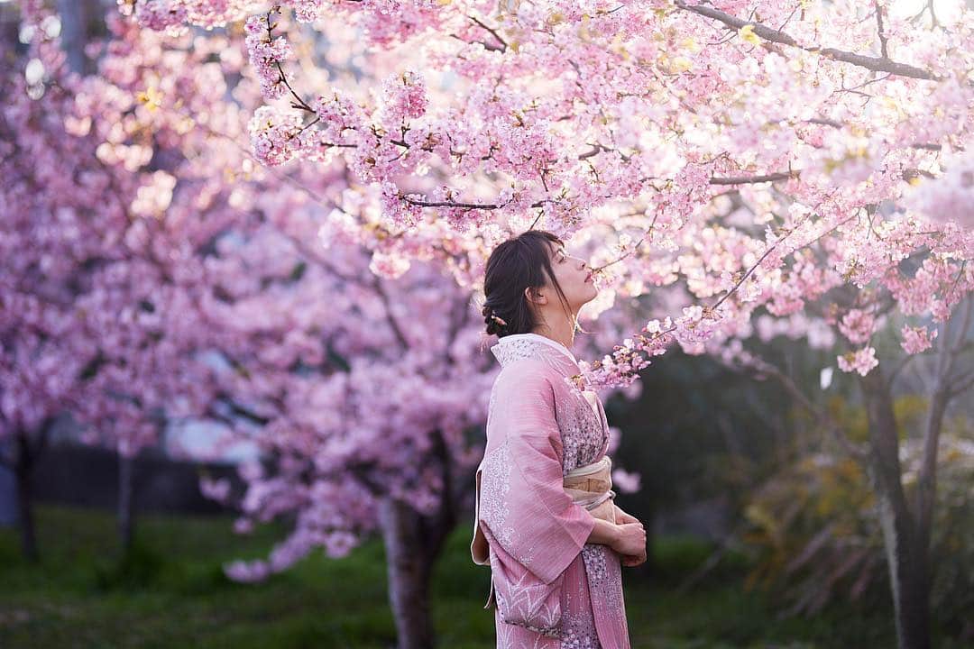 Najiiのインスタグラム：「Bloom #cherryblossom」