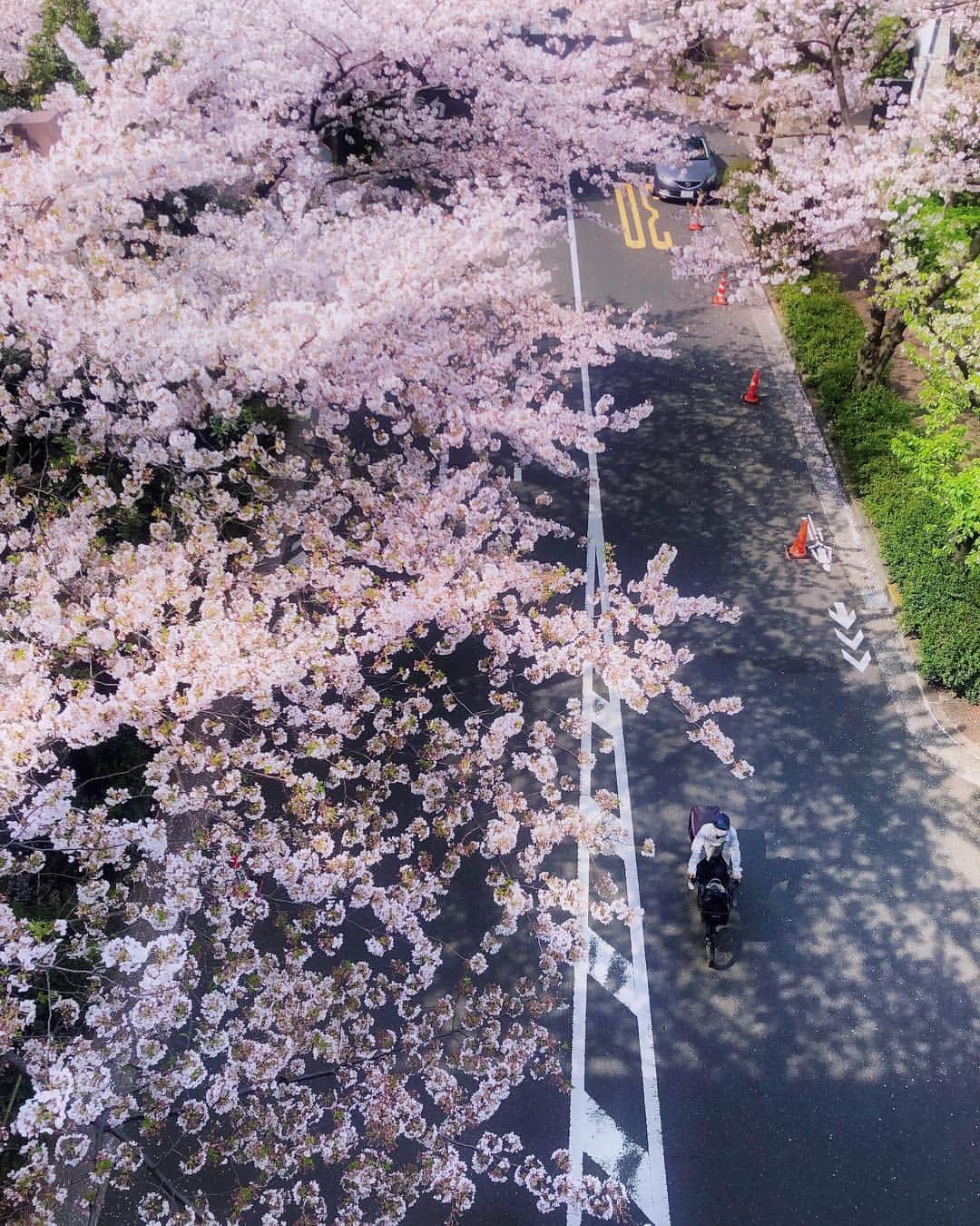 sunday_722のインスタグラム：「*﻿﻿ *﻿﻿ 今年の桜は﻿ 東京で﻿ *﻿ ﻿ 素敵な思い出が﻿ いっぱい﻿ *﻿﻿ ﻿#🌸﻿ #🚲﻿ #ソメイヨシノ﻿﻿ #桜﻿﻿ #sakura﻿ #flower﻿﻿ #ShotOniPhone﻿﻿ #ShotOniPhoneX﻿﻿ #japantrip﻿ #beautifuldestinations﻿ #iPhoneで撮影﻿﻿ #japan﻿ #日本の風景 #ihaveathingforshadows」