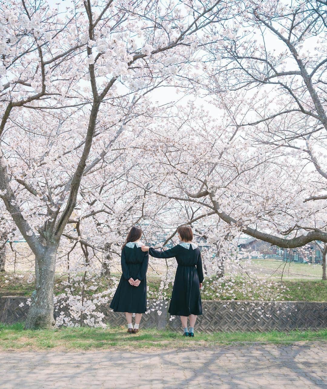 Kobe Japan Water artのインスタグラム：「"Spring memory🌸" . ねぇ、桜って最高だよね！これは日本の宝だよね！？今すぐ花見したいよね？？. #「うん」の強要. #ふたりのおあそび.」