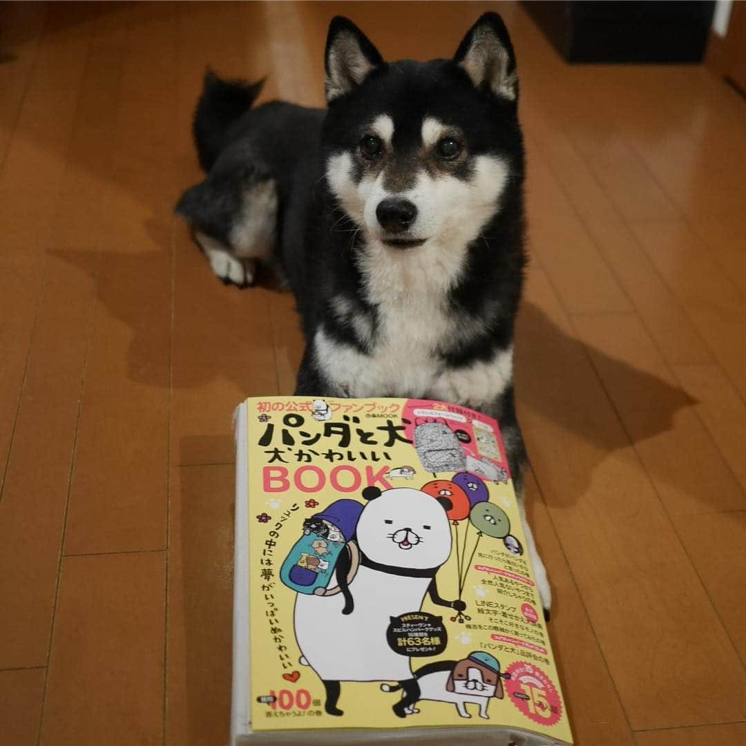 くろさんのインスタグラム写真 - (くろInstagram)「パンダと犬🐼 犬かわいいBOOK🐶 @steven_spielhamburg  #スティーヴンスピルハンバーグ  #スティーブンスピルハンバーグ  #初の公式ファンブック #リュックの中には夢がいっぱいぬかわいい #犬かわいい #犬かわいいよ #パンダと犬 #犬かわいいBOOK #スピルバーグ2大付録付き #トランスフォームリュック #シール #パンダがパンダを見に行ったら面白いかなと思ったの巻 #人気あるやつから全然人気ないやつまで紹介しちゃうの巻 #質問100個答えちゃうよの巻 #タグ書くの面倒になったので終了」4月8日 21時56分 - m6bmw