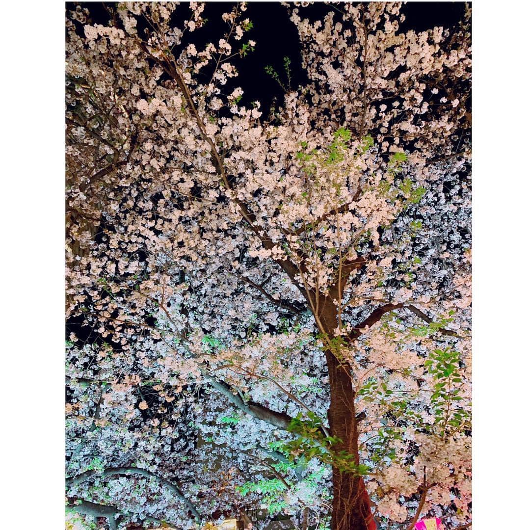 中野公美子さんのインスタグラム写真 - (中野公美子Instagram)「昨夜は、中目黒の夜桜を見に行きました🌸 ライトアップされていて、 とても綺麗で、ずっと桜を見上げて歩いていました😊 思っていた程混雑もしていなくて良かった✨ 気温も暖かく気持ち良くて、 最高の夜桜散歩でした🌸🌸🌸 今年は、桜が長く咲いてくれていたので、何度もお花見が出来て嬉しい💖  #中目黒#お花見#夜桜#綺麗 #中目黒桜#桜#夜桜ライトアップ #アラフォー」4月8日 21時54分 - kumikorion