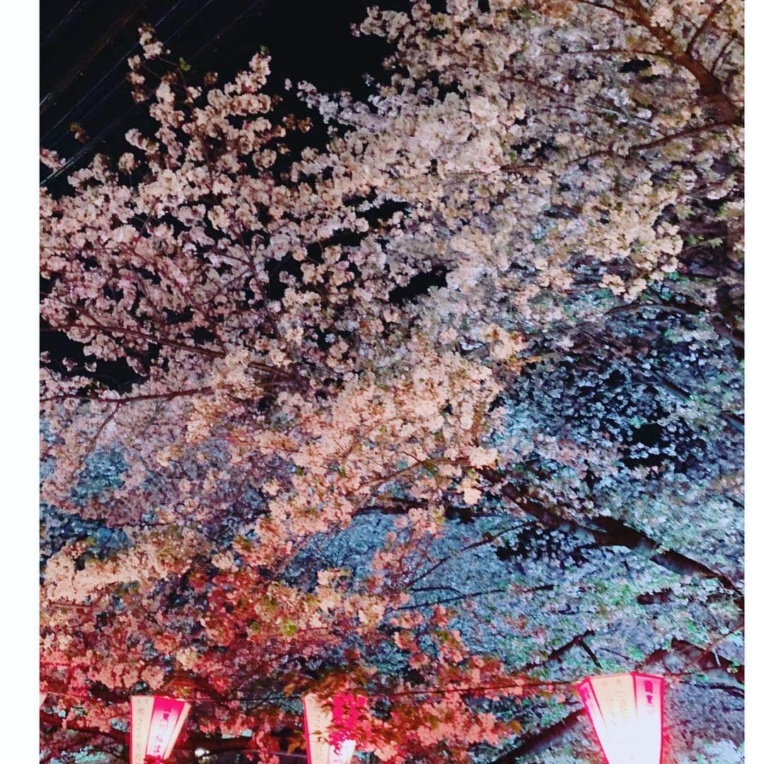 中野公美子さんのインスタグラム写真 - (中野公美子Instagram)「昨夜は、中目黒の夜桜を見に行きました🌸 ライトアップされていて、 とても綺麗で、ずっと桜を見上げて歩いていました😊 思っていた程混雑もしていなくて良かった✨ 気温も暖かく気持ち良くて、 最高の夜桜散歩でした🌸🌸🌸 今年は、桜が長く咲いてくれていたので、何度もお花見が出来て嬉しい💖  #中目黒#お花見#夜桜#綺麗 #中目黒桜#桜#夜桜ライトアップ #アラフォー」4月8日 21時54分 - kumikorion