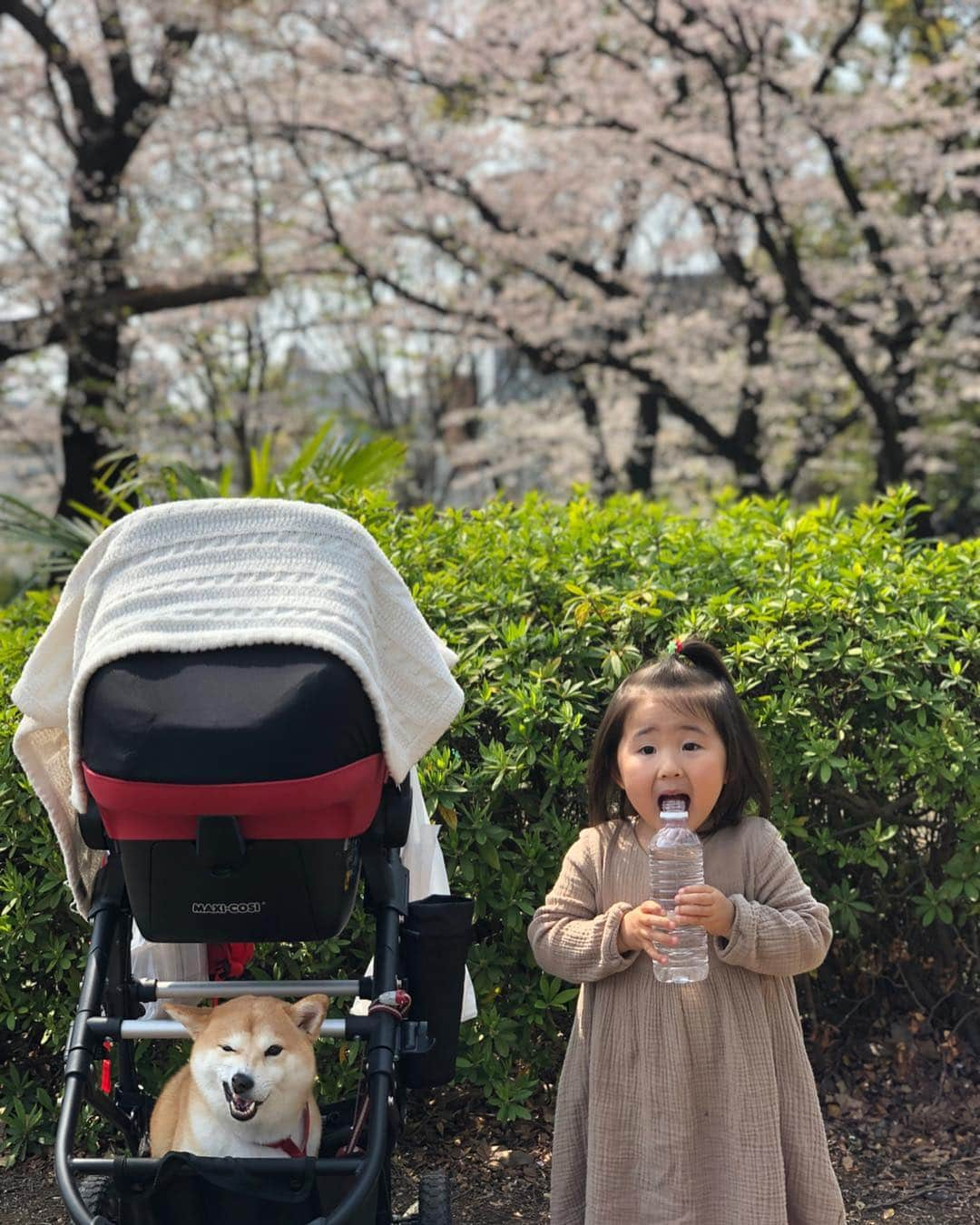 Moguさんのインスタグラム写真 - (MoguInstagram)「. ❶今年はあきらめていたお花見に昨日行けたなの🌸 Hanami🌸 ❷撮られる気ない二人なの。 Say cheese! ❸嫌がらせされたなの。 #え？もぐ食べられないの？ #なんのために鮭をアナウンスしてきたわけ？ #え、自慢？ #びっくりしちゃうんだけど 👧もぐちゃんシャケ入ってるよ。ちょっともぐちゃん 食べられないね。 👧Mogu chan, this rice ball has grilled salmon. This is too strong for you. . @the_shiba_mogu  #柴犬 #shibainu #shiba#赤柴 #redshiba#犬 #dog#しばいぬ#nannydog#犬と子供#子供と犬#柴犬と子供#柴#赤ちゃんと犬#犬と赤ちゃん#柴犬と赤ちゃん#赤ちゃんと柴犬」4月8日 21時59分 - the_shiba_mogu