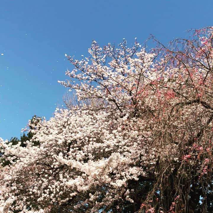 AURÉLIEのインスタグラム：「✨Sakura shower 😍✨」