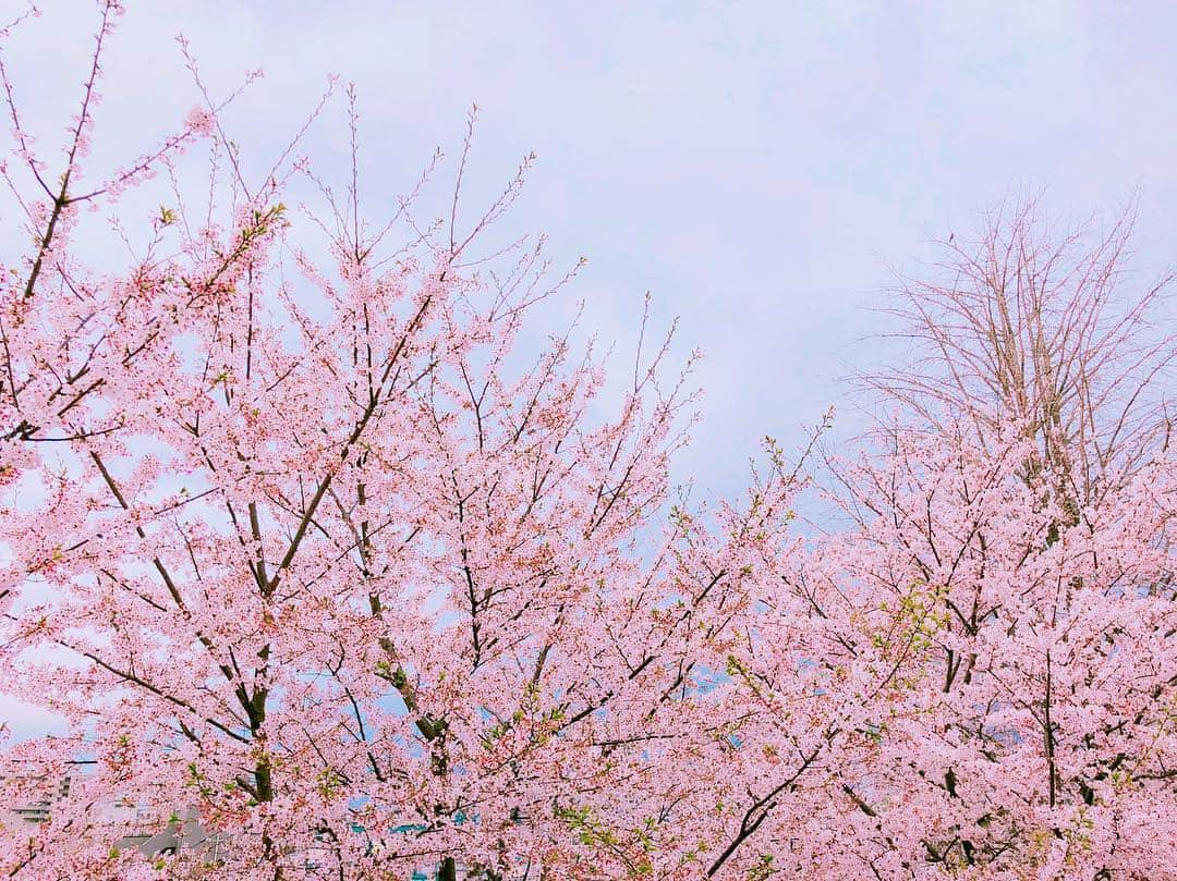 愛加あゆさんのインスタグラム写真 - (愛加あゆInstagram)「桜のなんとも言えないピンクが大好きです。 #桜 #愛加あゆ」4月8日 22時03分 - manaka_ayu