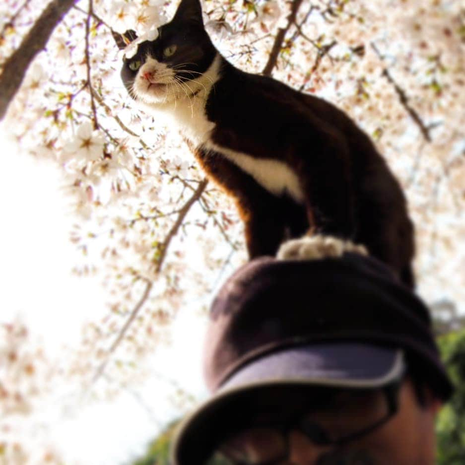 路地裏のにゃん吉さんのインスタグラム写真 - (路地裏のにゃん吉Instagram)「I got on my head 頭乗ってきた😅  この子初対面やってんけど、こんなに人なつっこい子初めて😄 また会うのが楽しみ  #桜 #แมว #igersjp#ねこ#猫#ig_japan#ねこ部#ふわもこ部#野良猫#にゃんすたぐらむ#みんねこ #cats#ファインダー越しの私の世界 #catsofinstagram#catstocker#instagramjapan##catloversclub#ペコねこ部#ピクネコ #東京カメラ部#icu_japan#team_jp_西 #고양이#nekoclub #catstagram#japan_photo_now #bestcatclub #loves_nippon#balousfriends#getolympus」4月8日 22時03分 - nyankichi5656