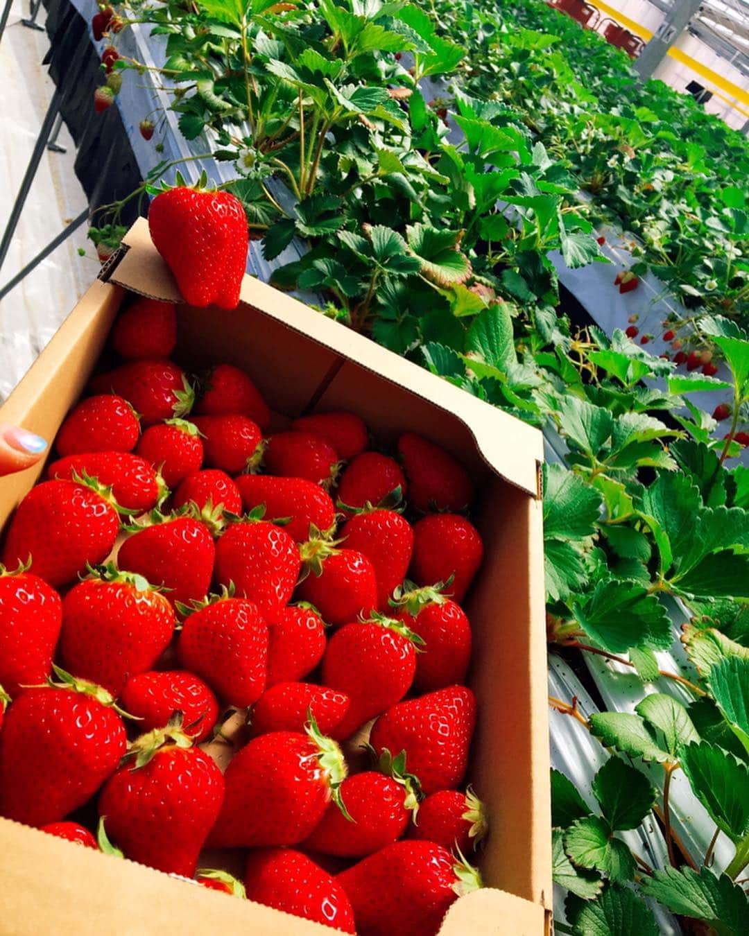 佐藤あり紗さんのインスタグラム写真 - (佐藤あり紗Instagram)「. . . 姪っ子甥っ子とイチゴ狩り🍓 姪っ子甥っ子は、初めてのイチゴ狩り😘 甥っ子は服がフードまで練乳まみれになってました 🤣ّ ʷ𐤔wW . お土産のいちごもGETして 大満足で帰宅しました🤗🌈 . 週一で行きたい🚕笑 . 写真撮ってもらったけど 半目だった😂笑 . #いちごワールド #いちご #苺 #イチゴ狩り #宮城県 #山元町 #山元町盛り上げ隊 #デート #狩り #バレーボール #スポーツ #アスリート #バレー教室 #出張バレーボール教室 #講演会 #イベント #adidas #アディダス #おそろい #ペアルック #NIKE #ナイキ #NIKEスニーカー #すき #好き #佐藤あり紗」4月8日 22時13分 - arisa_chu