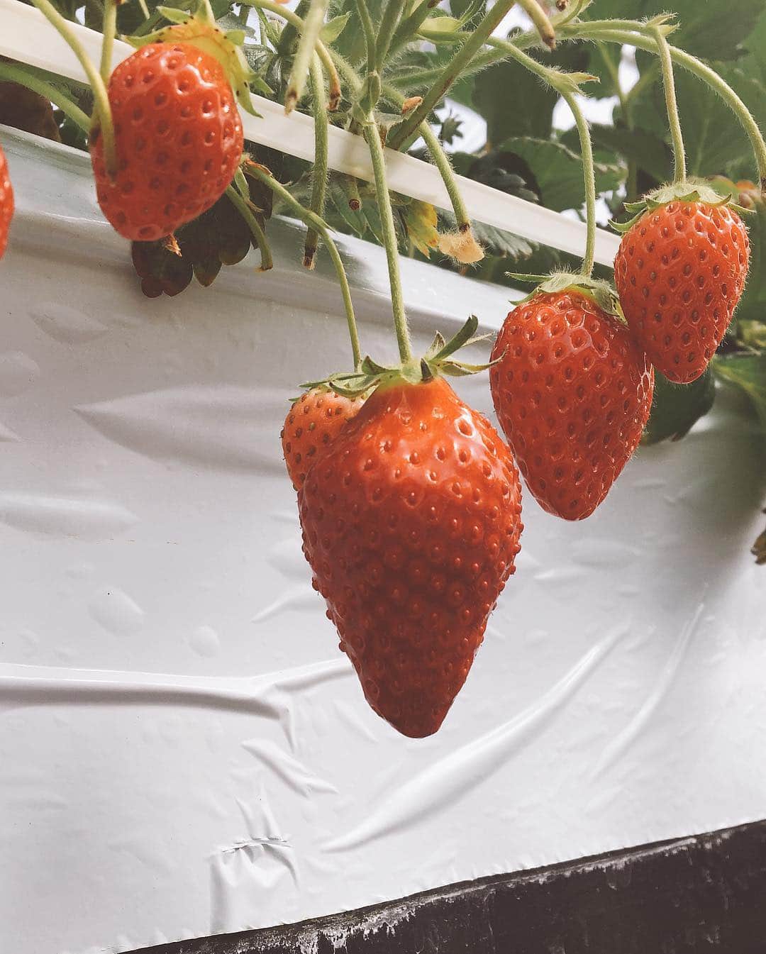 佐藤あり紗さんのインスタグラム写真 - (佐藤あり紗Instagram)「. . . 姪っ子甥っ子とイチゴ狩り🍓 姪っ子甥っ子は、初めてのイチゴ狩り😘 甥っ子は服がフードまで練乳まみれになってました 🤣ّ ʷ𐤔wW . お土産のいちごもGETして 大満足で帰宅しました🤗🌈 . 週一で行きたい🚕笑 . 写真撮ってもらったけど 半目だった😂笑 . #いちごワールド #いちご #苺 #イチゴ狩り #宮城県 #山元町 #山元町盛り上げ隊 #デート #狩り #バレーボール #スポーツ #アスリート #バレー教室 #出張バレーボール教室 #講演会 #イベント #adidas #アディダス #おそろい #ペアルック #NIKE #ナイキ #NIKEスニーカー #すき #好き #佐藤あり紗」4月8日 22時13分 - arisa_chu