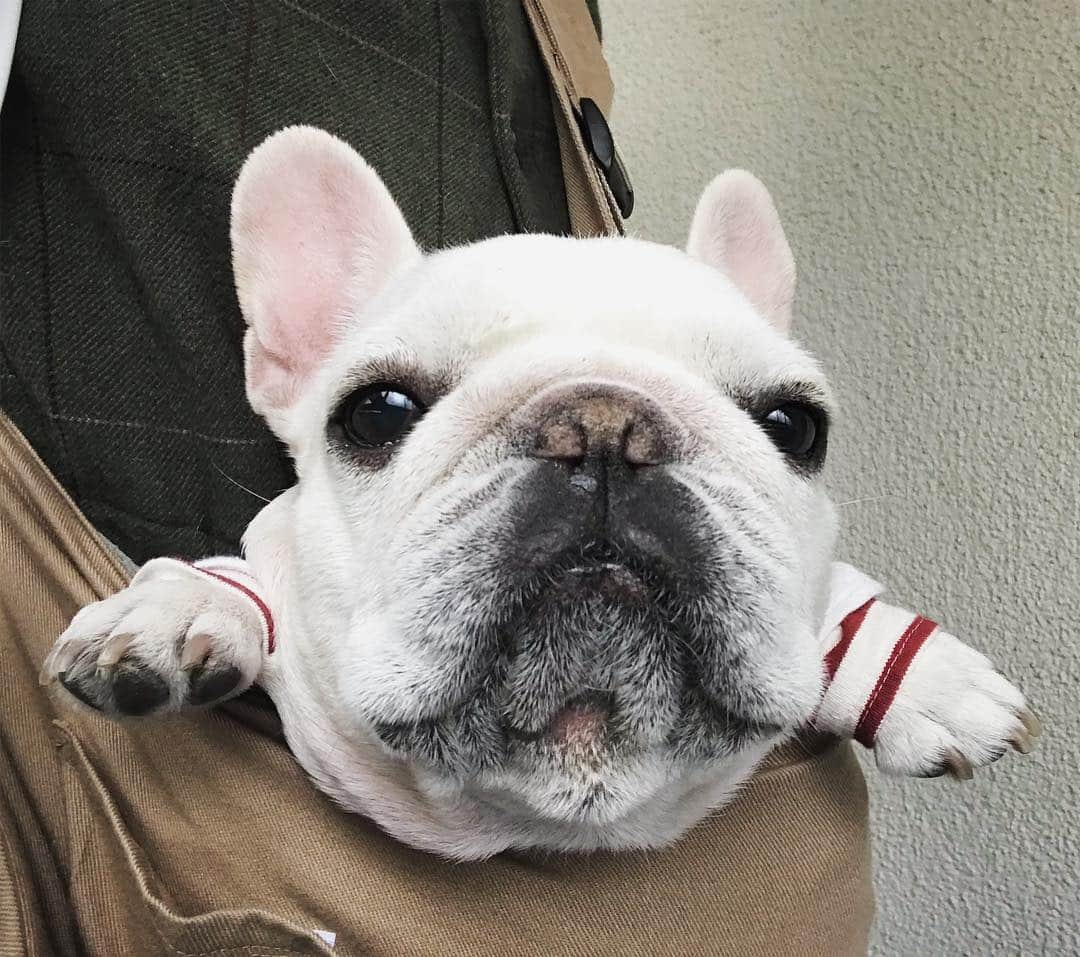 Ham-chanさんのインスタグラム写真 - (Ham-chanInstagram)「#frenchbulldog #frenchie #hamchan #hamham #フレンチブルドッグ #フレブル #はむちゃん #はむはむ 明日は晴れるかな？🐶✨」4月8日 22時09分 - hide_ham_tank