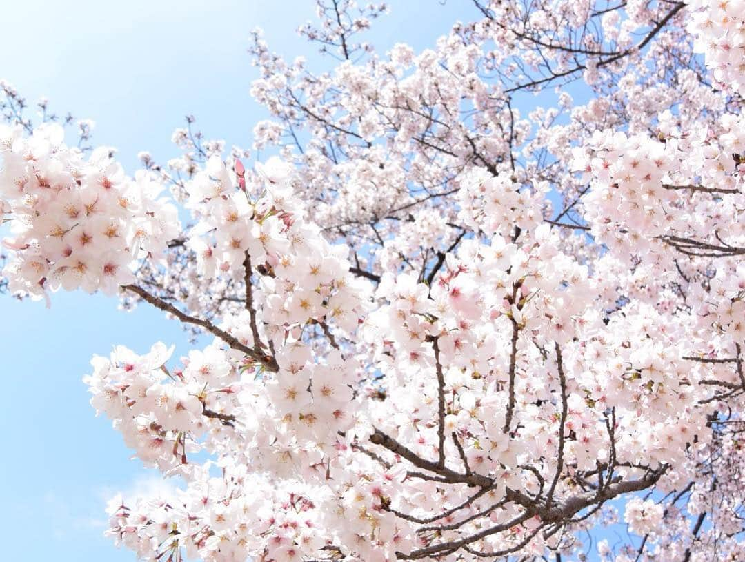 八坂芽依さんのインスタグラム写真 - (八坂芽依Instagram)「今日、花見しました🌸 次回は全員で🍖😊❤️ 本当に良いオフ〜！！ 楽しい時間とご飯ありがとうございました🍚😊 今週もがんばろ⚽️ #inac神戸レオネッサ  #花見」4月8日 22時10分 - yasakamei_28