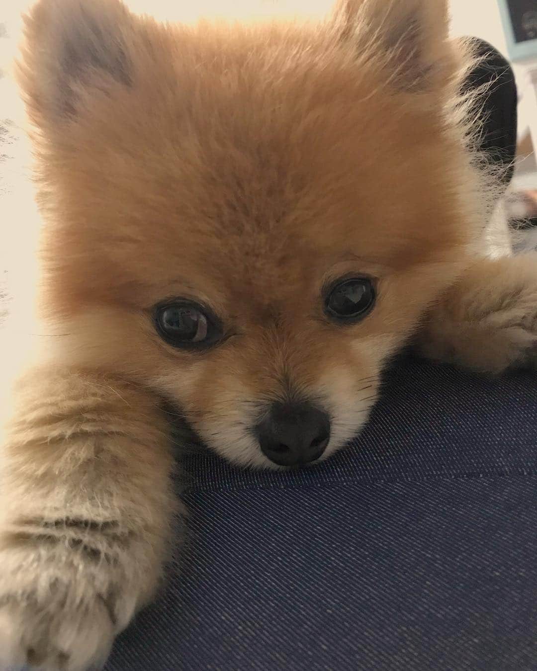 RIO POMEのインスタグラム：「みなさん…  おやすみなさい🌙💤 #ポメラニアン #pomeranian  #犬 #dog #dogstagram#doglover #愛犬 #わんこ #ポメラニアン大好き #ポメラニアンが世界一可愛い #pom #ぽめらにあん #ポメ#pomeraniansofinstagram  #pomeranianlove #ふわもこ部 #いぬバカ部 #癒しわんこ#instapic#pomstagram #puppy #dogsofinstagram #cute#cutedog」