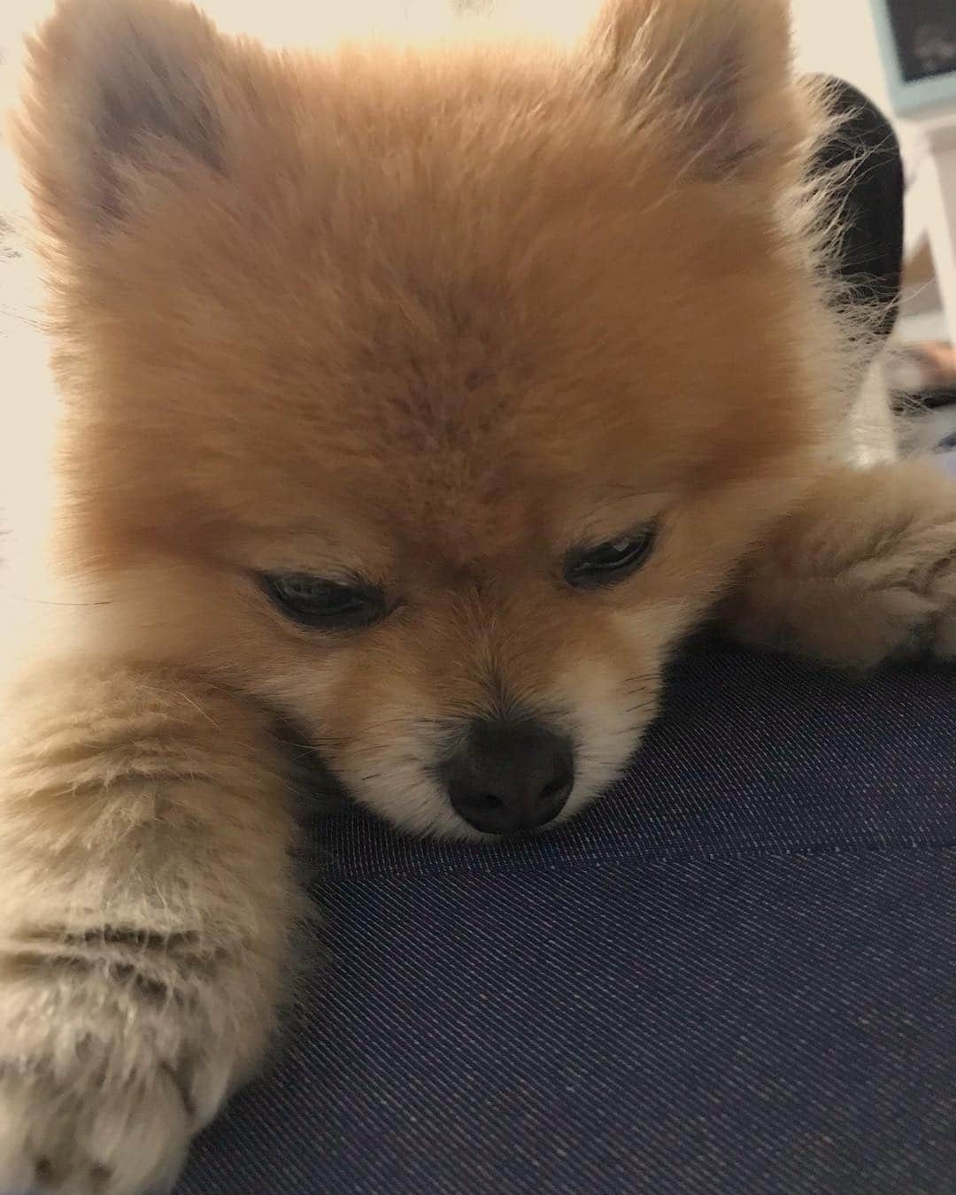 RIO POMEさんのインスタグラム写真 - (RIO POMEInstagram)「みなさん…  おやすみなさい🌙💤 #ポメラニアン #pomeranian  #犬 #dog #dogstagram#doglover #愛犬 #わんこ #ポメラニアン大好き #ポメラニアンが世界一可愛い #pom #ぽめらにあん #ポメ#pomeraniansofinstagram  #pomeranianlove #ふわもこ部 #いぬバカ部 #癒しわんこ#instapic#pomstagram #puppy #dogsofinstagram #cute#cutedog」4月8日 22時16分 - rioriopom