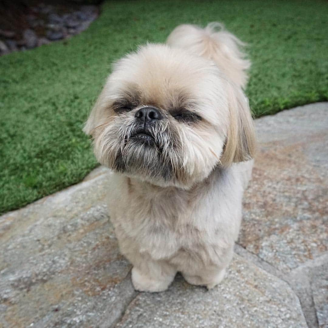 Dougie the Shih Tzuさんのインスタグラム写真 - (Dougie the Shih TzuInstagram)「Nope.」4月8日 22時20分 - dailydougie