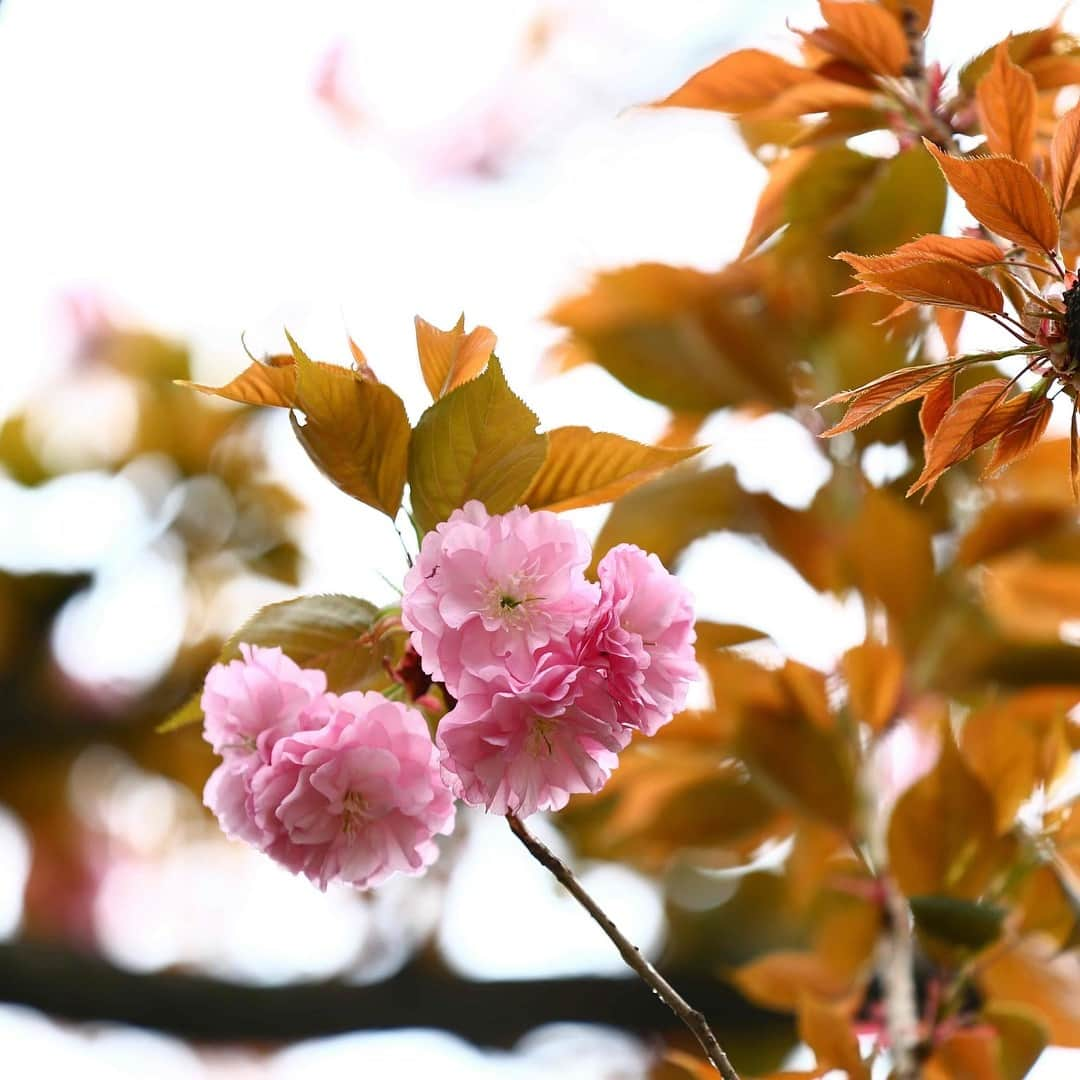 八芳園さんのインスタグラム写真 - (八芳園Instagram)「【八重桜が咲き始めました】  今年は花冷えの日も多く、 やっと八重桜が咲き始めました。  八重桜は染井吉野とは違い 花びらが重なって咲いているのが 大きな特長です。  昔から日本では「八」と言う数字は 末広がりで縁起が良いと言われ 八重桜も縁起の良い桜として 人気があります。  見頃を迎えた、しだれ桜と 咲き始めた八重桜 まだまだ見所のある庭園散策を お愉しみくださいませ。 ［八芳園］ http://www.happo-en.com/sp/  #八芳園 #八重桜 #しだれ桜 #庭園 #日本庭園 #お花見 #花見 #まだまだ続く #桜 #春 #結婚式 #披露宴 #イベント #ビジネスイベント #お茶室 #白金台  #happoen #garden #wedding #event #tokyo #shirokanedai」4月8日 22時21分 - happoen