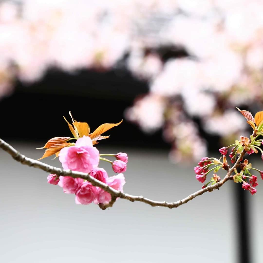 八芳園さんのインスタグラム写真 - (八芳園Instagram)「【八重桜が咲き始めました】  今年は花冷えの日も多く、 やっと八重桜が咲き始めました。  八重桜は染井吉野とは違い 花びらが重なって咲いているのが 大きな特長です。  昔から日本では「八」と言う数字は 末広がりで縁起が良いと言われ 八重桜も縁起の良い桜として 人気があります。  見頃を迎えた、しだれ桜と 咲き始めた八重桜 まだまだ見所のある庭園散策を お愉しみくださいませ。 ［八芳園］ http://www.happo-en.com/sp/  #八芳園 #八重桜 #しだれ桜 #庭園 #日本庭園 #お花見 #花見 #まだまだ続く #桜 #春 #結婚式 #披露宴 #イベント #ビジネスイベント #お茶室 #白金台  #happoen #garden #wedding #event #tokyo #shirokanedai」4月8日 22時21分 - happoen