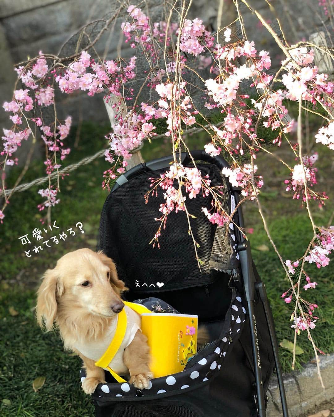 チズさんのインスタグラム写真 - (チズInstagram)「ぽかぽか陽気に桜も満開🌸 最高だぁ〜(=´∀｀)人(´∀｀=)❤️ #平成最後の桜#春うらら#花見 🌸 #花見日和#枝垂れ桜  #cherryblossom #spring 🐝 #🌷#🍡#🐶#🐾#💕 #Mダックス #ダックス#ミニチュアダックス #ミニチュアダックスフンド #ミニチュアダックスクリーム #短足犬 #短足部 #カニンヘンダックス #関西ダックス#親父犬 #ダックス13歳#シニア犬 #犬なしでは生きていけません会  #インスタでわんこみるのが日課 ♡♡」4月8日 22時25分 - sqi.chizu