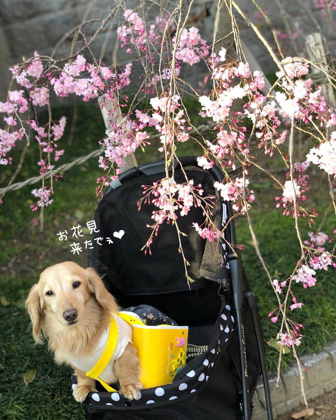 チズさんのインスタグラム写真 - (チズInstagram)「ぽかぽか陽気に桜も満開🌸 最高だぁ〜(=´∀｀)人(´∀｀=)❤️ #平成最後の桜#春うらら#花見 🌸 #花見日和#枝垂れ桜  #cherryblossom #spring 🐝 #🌷#🍡#🐶#🐾#💕 #Mダックス #ダックス#ミニチュアダックス #ミニチュアダックスフンド #ミニチュアダックスクリーム #短足犬 #短足部 #カニンヘンダックス #関西ダックス#親父犬 #ダックス13歳#シニア犬 #犬なしでは生きていけません会  #インスタでわんこみるのが日課 ♡♡」4月8日 22時25分 - sqi.chizu