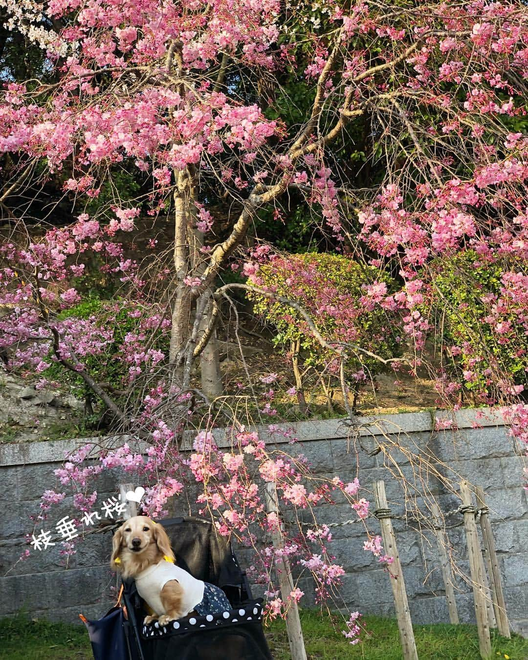 チズさんのインスタグラム写真 - (チズInstagram)「ぽかぽか陽気に桜も満開🌸 最高だぁ〜(=´∀｀)人(´∀｀=)❤️ #平成最後の桜#春うらら#花見 🌸 #花見日和#枝垂れ桜  #cherryblossom #spring 🐝 #🌷#🍡#🐶#🐾#💕 #Mダックス #ダックス#ミニチュアダックス #ミニチュアダックスフンド #ミニチュアダックスクリーム #短足犬 #短足部 #カニンヘンダックス #関西ダックス#親父犬 #ダックス13歳#シニア犬 #犬なしでは生きていけません会  #インスタでわんこみるのが日課 ♡♡」4月8日 22時25分 - sqi.chizu