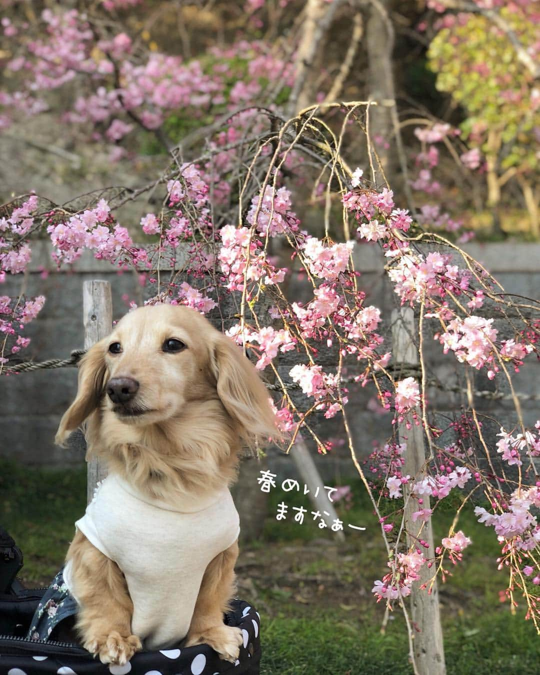 チズさんのインスタグラム写真 - (チズInstagram)「ぽかぽか陽気に桜も満開🌸 最高だぁ〜(=´∀｀)人(´∀｀=)❤️ #平成最後の桜#春うらら#花見 🌸 #花見日和#枝垂れ桜  #cherryblossom #spring 🐝 #🌷#🍡#🐶#🐾#💕 #Mダックス #ダックス#ミニチュアダックス #ミニチュアダックスフンド #ミニチュアダックスクリーム #短足犬 #短足部 #カニンヘンダックス #関西ダックス#親父犬 #ダックス13歳#シニア犬 #犬なしでは生きていけません会  #インスタでわんこみるのが日課 ♡♡」4月8日 22時25分 - sqi.chizu