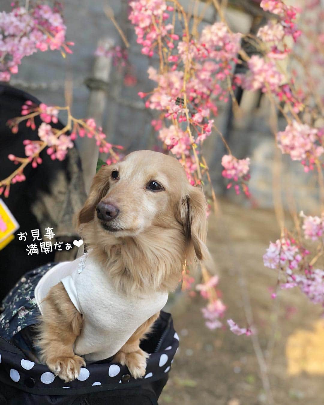 チズさんのインスタグラム写真 - (チズInstagram)「ぽかぽか陽気に桜も満開🌸 最高だぁ〜(=´∀｀)人(´∀｀=)❤️ #平成最後の桜#春うらら#花見 🌸 #花見日和#枝垂れ桜  #cherryblossom #spring 🐝 #🌷#🍡#🐶#🐾#💕 #Mダックス #ダックス#ミニチュアダックス #ミニチュアダックスフンド #ミニチュアダックスクリーム #短足犬 #短足部 #カニンヘンダックス #関西ダックス#親父犬 #ダックス13歳#シニア犬 #犬なしでは生きていけません会  #インスタでわんこみるのが日課 ♡♡」4月8日 22時25分 - sqi.chizu