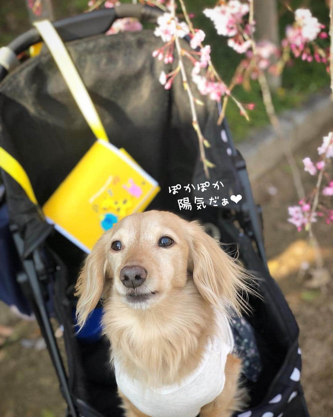 チズさんのインスタグラム写真 - (チズInstagram)「ぽかぽか陽気に桜も満開🌸 最高だぁ〜(=´∀｀)人(´∀｀=)❤️ #平成最後の桜#春うらら#花見 🌸 #花見日和#枝垂れ桜  #cherryblossom #spring 🐝 #🌷#🍡#🐶#🐾#💕 #Mダックス #ダックス#ミニチュアダックス #ミニチュアダックスフンド #ミニチュアダックスクリーム #短足犬 #短足部 #カニンヘンダックス #関西ダックス#親父犬 #ダックス13歳#シニア犬 #犬なしでは生きていけません会  #インスタでわんこみるのが日課 ♡♡」4月8日 22時25分 - sqi.chizu