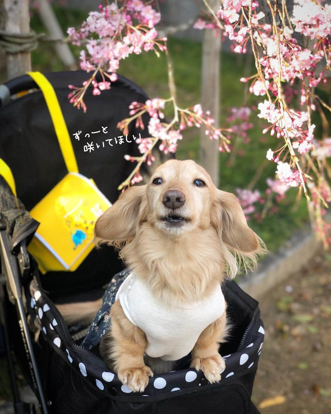 チズさんのインスタグラム写真 - (チズInstagram)「ぽかぽか陽気に桜も満開🌸 最高だぁ〜(=´∀｀)人(´∀｀=)❤️ #平成最後の桜#春うらら#花見 🌸 #花見日和#枝垂れ桜  #cherryblossom #spring 🐝 #🌷#🍡#🐶#🐾#💕 #Mダックス #ダックス#ミニチュアダックス #ミニチュアダックスフンド #ミニチュアダックスクリーム #短足犬 #短足部 #カニンヘンダックス #関西ダックス#親父犬 #ダックス13歳#シニア犬 #犬なしでは生きていけません会  #インスタでわんこみるのが日課 ♡♡」4月8日 22時25分 - sqi.chizu