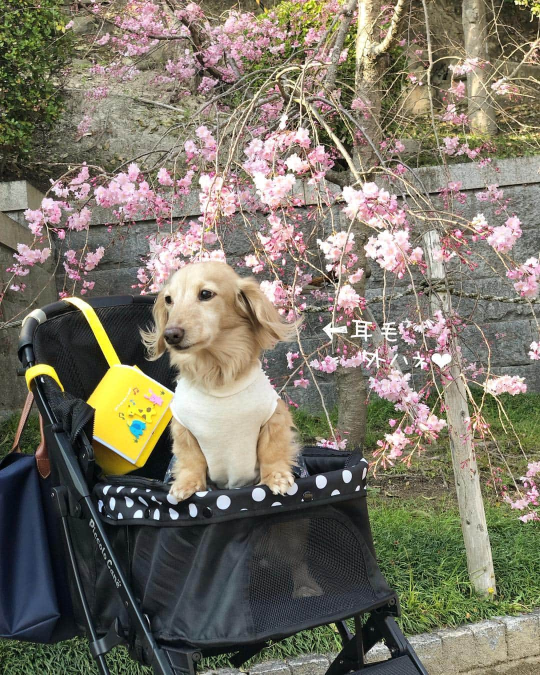 チズさんのインスタグラム写真 - (チズInstagram)「ぽかぽか陽気に桜も満開🌸 最高だぁ〜(=´∀｀)人(´∀｀=)❤️ #平成最後の桜#春うらら#花見 🌸 #花見日和#枝垂れ桜  #cherryblossom #spring 🐝 #🌷#🍡#🐶#🐾#💕 #Mダックス #ダックス#ミニチュアダックス #ミニチュアダックスフンド #ミニチュアダックスクリーム #短足犬 #短足部 #カニンヘンダックス #関西ダックス#親父犬 #ダックス13歳#シニア犬 #犬なしでは生きていけません会  #インスタでわんこみるのが日課 ♡♡」4月8日 22時25分 - sqi.chizu