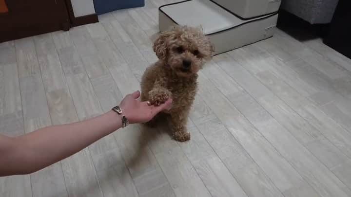チャチャ丸のインスタグラム