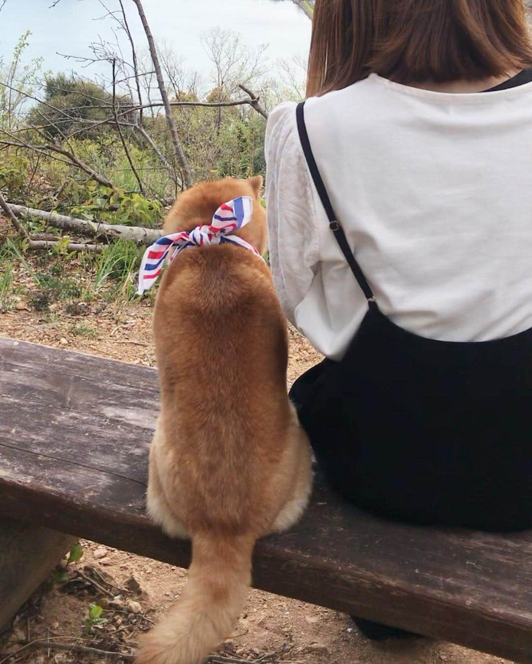 豆柴 サニーちゃんさんのインスタグラム写真 - (豆柴 サニーちゃんInstagram)「. . 今日は浜名湖へお出かけ〜🚗🐻👩🏻🧔🏻 . かんざんじロープウェイは (浜名湖ロープーウェイだと思ってた！) わんこも乗れるんだよね🐶 乗ってるときはドームの蓋を閉めたよ☺️ . ※ロープーウェイ乗車中 クレート、バギー等で体が出てないなら🆗 クレートの貸し出しもしてたみたいだけど 詳細は確認してから行ってね🤗 . 展望台では浜名湖を一望できて オルゴールの原点でもあるカリヨン(組鐘)も 綺麗な音色でステキでした🔔♫ . 周辺をお散歩することも出来て いいお散歩になりました🐻🐾 . 真実の口に手を入れたさにたん 大丈夫だったかなww . . #ローマの休日 #真実の口 #さにたんの休日 #真実の口占い #浜名湖パルパル #かんざんじロープウェイ #大草山展望台 . #柴犬#豆柴 #赤柴 #まめしばいぬ#まめしば#いぬのきもち#ふわもこ部 #pecoいぬ部#pecotv#サンデイ#サンデイいぬ組#anicas #shiba_snap#todayswanko#west_dog_japan #shibainu #shiba#mameshiba#shibastagram #豆柴サニーちゃん」4月8日 22時28分 - sunny_rei_32