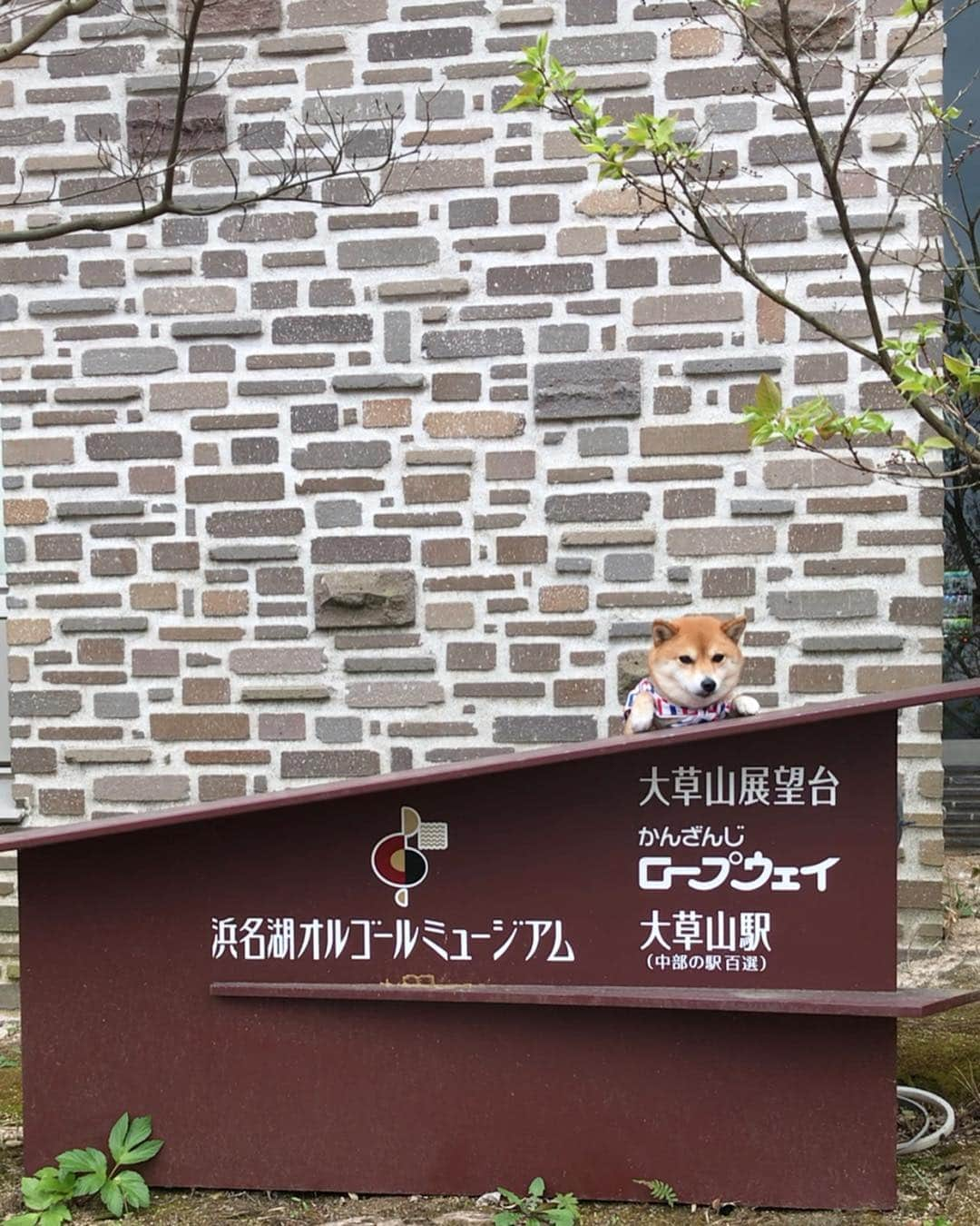 豆柴 サニーちゃんさんのインスタグラム写真 - (豆柴 サニーちゃんInstagram)「. . 今日は浜名湖へお出かけ〜🚗🐻👩🏻🧔🏻 . かんざんじロープウェイは (浜名湖ロープーウェイだと思ってた！) わんこも乗れるんだよね🐶 乗ってるときはドームの蓋を閉めたよ☺️ . ※ロープーウェイ乗車中 クレート、バギー等で体が出てないなら🆗 クレートの貸し出しもしてたみたいだけど 詳細は確認してから行ってね🤗 . 展望台では浜名湖を一望できて オルゴールの原点でもあるカリヨン(組鐘)も 綺麗な音色でステキでした🔔♫ . 周辺をお散歩することも出来て いいお散歩になりました🐻🐾 . 真実の口に手を入れたさにたん 大丈夫だったかなww . . #ローマの休日 #真実の口 #さにたんの休日 #真実の口占い #浜名湖パルパル #かんざんじロープウェイ #大草山展望台 . #柴犬#豆柴 #赤柴 #まめしばいぬ#まめしば#いぬのきもち#ふわもこ部 #pecoいぬ部#pecotv#サンデイ#サンデイいぬ組#anicas #shiba_snap#todayswanko#west_dog_japan #shibainu #shiba#mameshiba#shibastagram #豆柴サニーちゃん」4月8日 22時28分 - sunny_rei_32