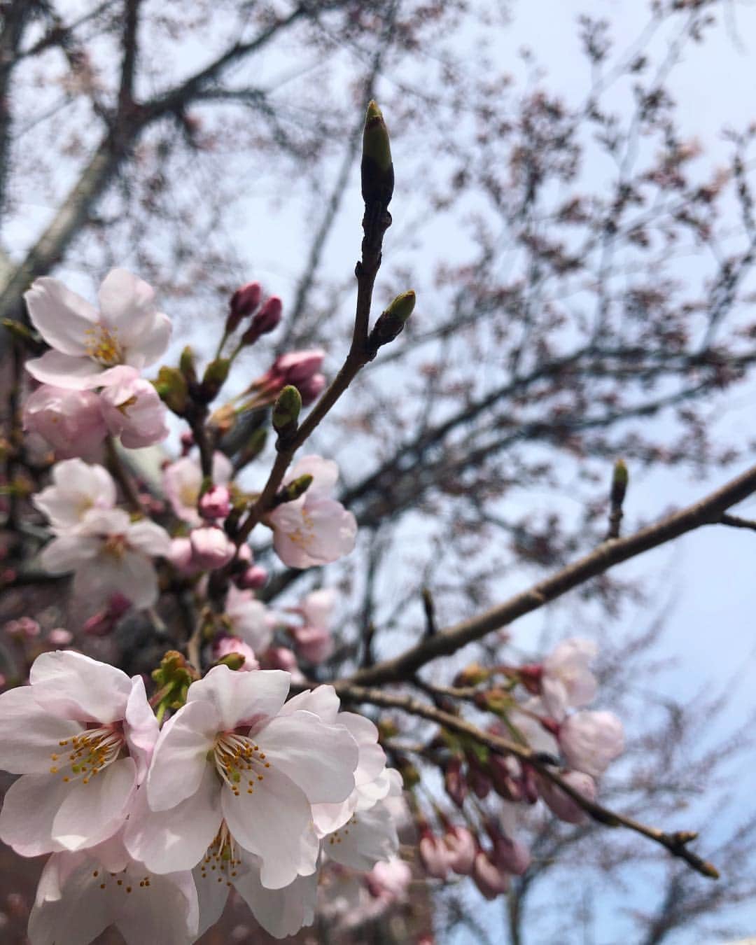 けやき坂彩桜邸シーズンズテラスさんのインスタグラム写真 - (けやき坂彩桜邸シーズンズテラスInstagram)「＊開花＊ お待たせいたしました! ついに、ついにキャストたちが待ち望んだ桜の開花が スタートしました😊🌸 花開いたのはほんの3本ほどの木ですが、この週末に かけてどんどん咲いてほしいと願っています! 是非、お近くにいらした際にはお立ち寄りください💕 #dearswedding#けやき坂彩桜邸シーズンズテラス#彩桜邸#彩桜邸アンバサダー#スマイル#wedding#結婚式#入籍#婚約#fiorebianca#宮城#富谷#大崎#登米#栗原#石巻#仙台#式場見学#式場探し#式場迷子#ブライダルフェア#2019夏婚#2019秋婚#2019年冬婚#全国のプレ花嫁さんと繋がりたい#桜#桜前線」4月8日 22時29分 - keyakizaka_saiotei