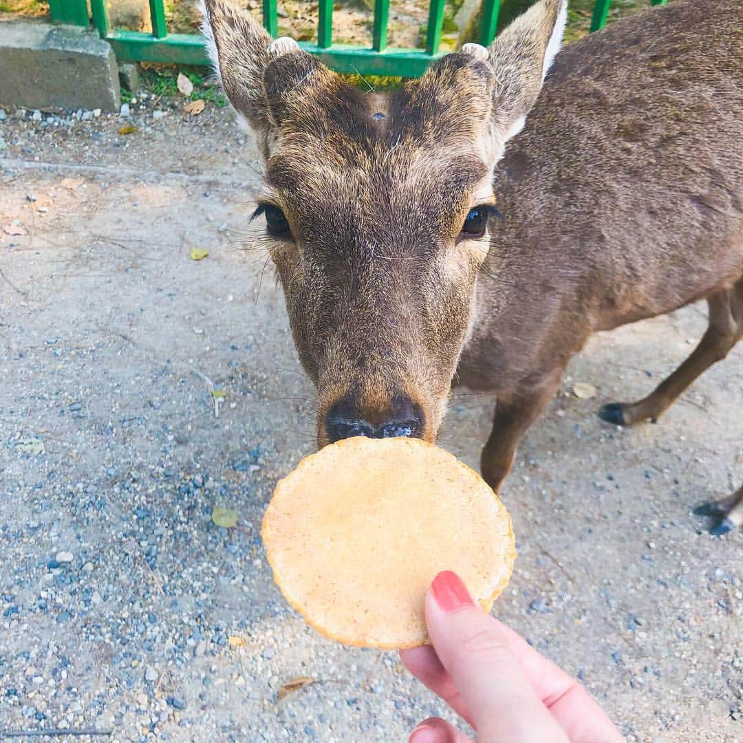 篠原真衣さんのインスタグラム写真 - (篠原真衣Instagram)「. 奈良参上🦌。 . 鹿の皆々さまは換毛期かな？全員ブラッシングしてあげたくなりました😂。 . 舌が肥えたグルメな方々も多くて🦌。なんだよっ鹿せんべいかよ、いらねっ。って結構されました笑。 . みなさんが教えてくれたおすすめの場所もいつか行ってみたいのでメモしたよ❤️ありがとうございます😊 . #奈良公園#鹿#奈良#ならまち散策」4月8日 22時34分 - shinomai425