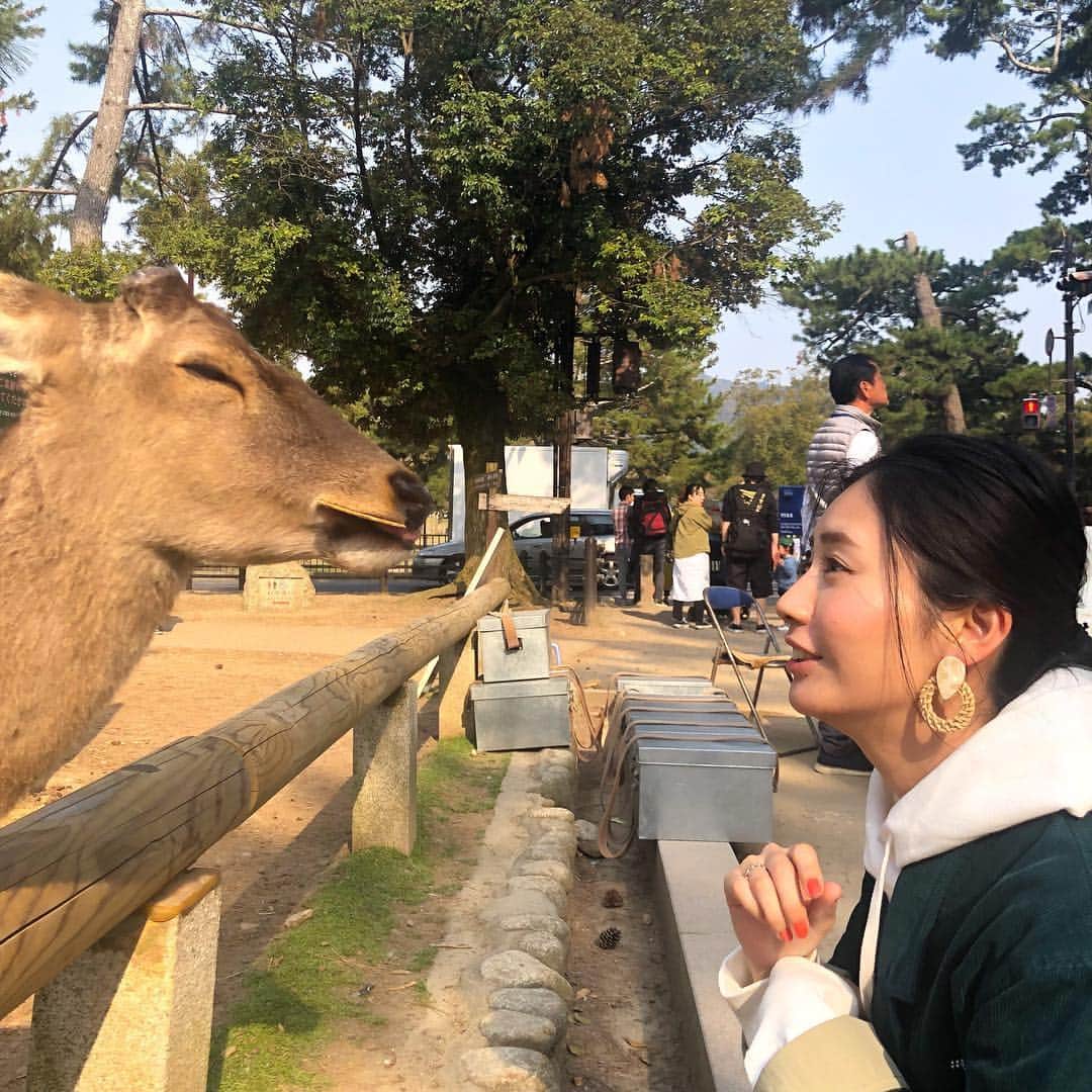 篠原真衣さんのインスタグラム写真 - (篠原真衣Instagram)「. 奈良参上🦌。 . 鹿の皆々さまは換毛期かな？全員ブラッシングしてあげたくなりました😂。 . 舌が肥えたグルメな方々も多くて🦌。なんだよっ鹿せんべいかよ、いらねっ。って結構されました笑。 . みなさんが教えてくれたおすすめの場所もいつか行ってみたいのでメモしたよ❤️ありがとうございます😊 . #奈良公園#鹿#奈良#ならまち散策」4月8日 22時34分 - shinomai425