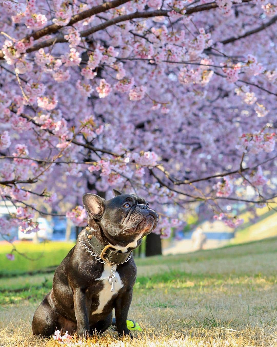 Turbo_dad フレブルのターボさんのインスタグラム写真 - (Turbo_dad フレブルのターボInstagram)「今年最後の桜とターボ . . . .  #frenchbulldog #frenchie #buhi #dog #フレンチブルドッグ  #フレブル #ブヒ #frenchiesofinstagram #instadog #instafrenchie #frenchiegram #dogstagram #frenchbullys #frenchielove #lowangle_shooter #thefrenchiepost #法鬥 #frenchies1 #portrait #igersjp #tokyocameraclub  #bully #ilovemydog #frenchielife #愛犬 #dogsofinstagram #ふわもこ部 #大寒桜 #cherryblossom #桜」4月8日 22時34分 - turbo_dad