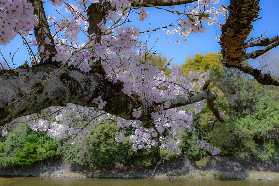 中野猛さんのインスタグラム写真 - (中野猛Instagram)「2019年の桜 デジタル一眼レフで撮るようになって12年くらい経つ。  来たる時を待つ心は、春を待つ桜みたいなもんやな。 春を待つ桜は、春以外の季節に休みなく力を蓄えてる。 蓄えられた力がなければ時が来ても花は咲かない。  #light_nikon #桜 #sakura #京都 #Kyoto #nikonz6」4月8日 22時49分 - takeshi__nakano